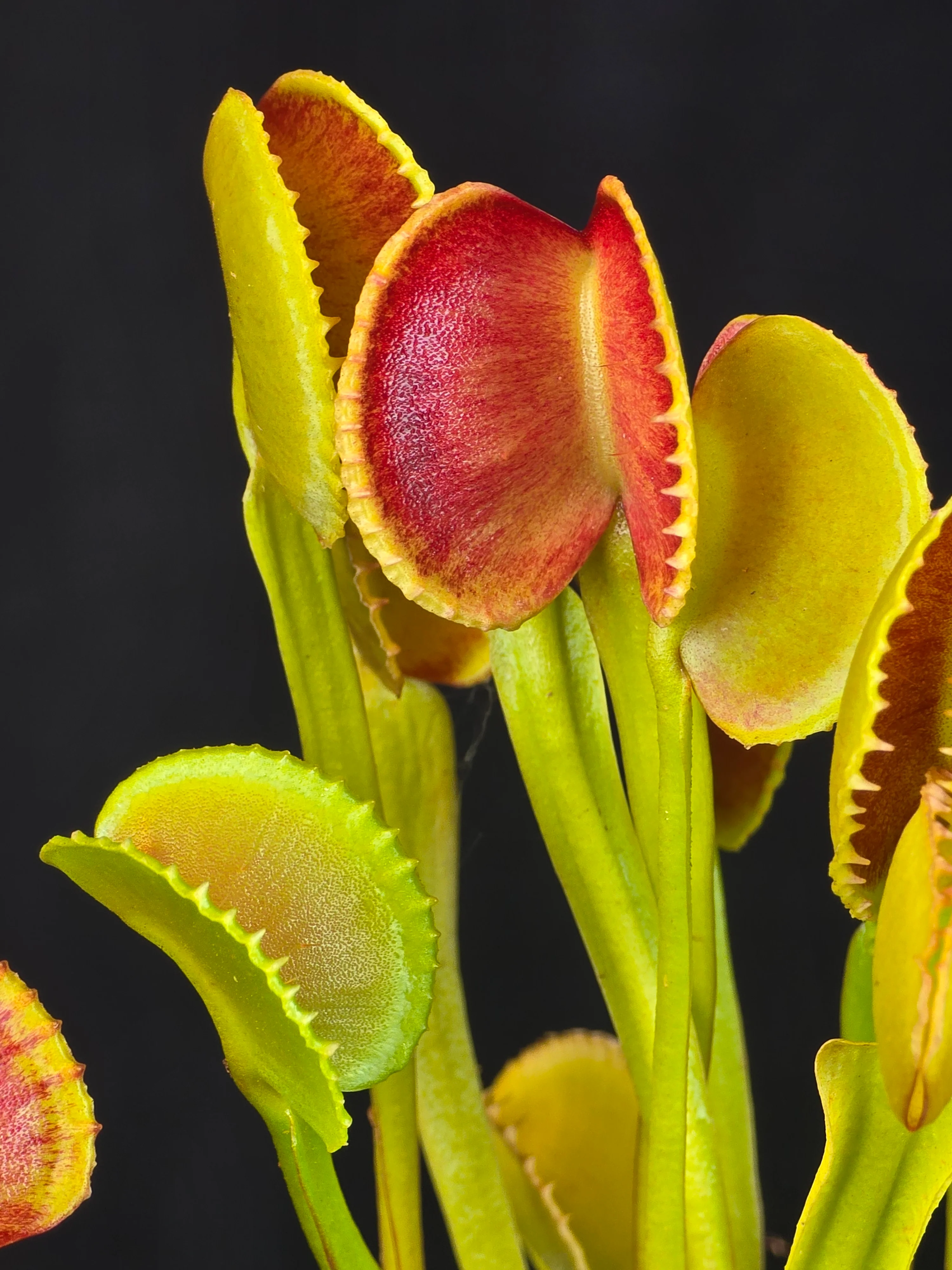 Dionaea muscipula 'Crenata' – Winter Dormant - Venus Flytrap