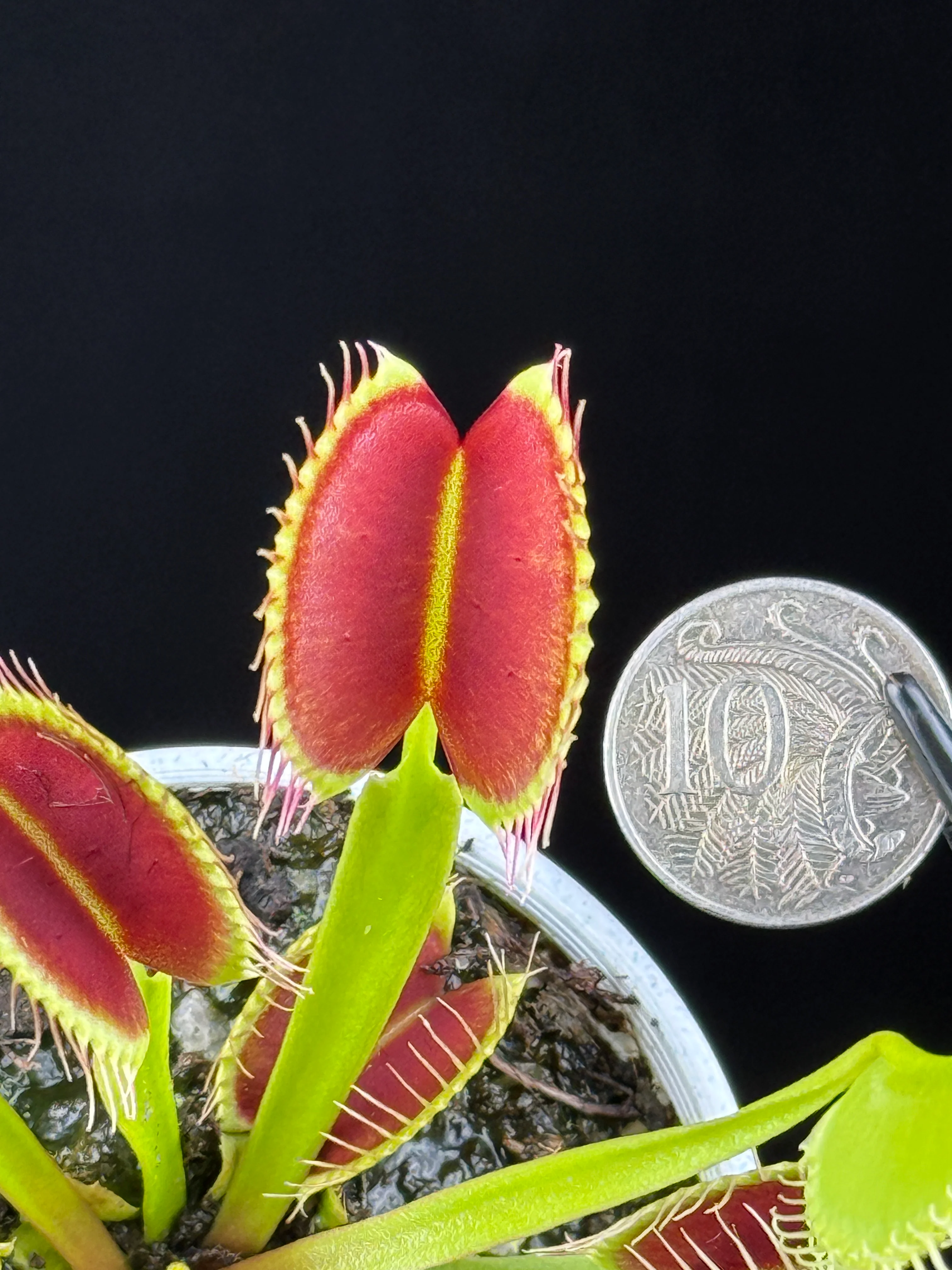 Dionaea muscipula ‘G14'- Winter Dormant - Venus Fly Trap - Image 4