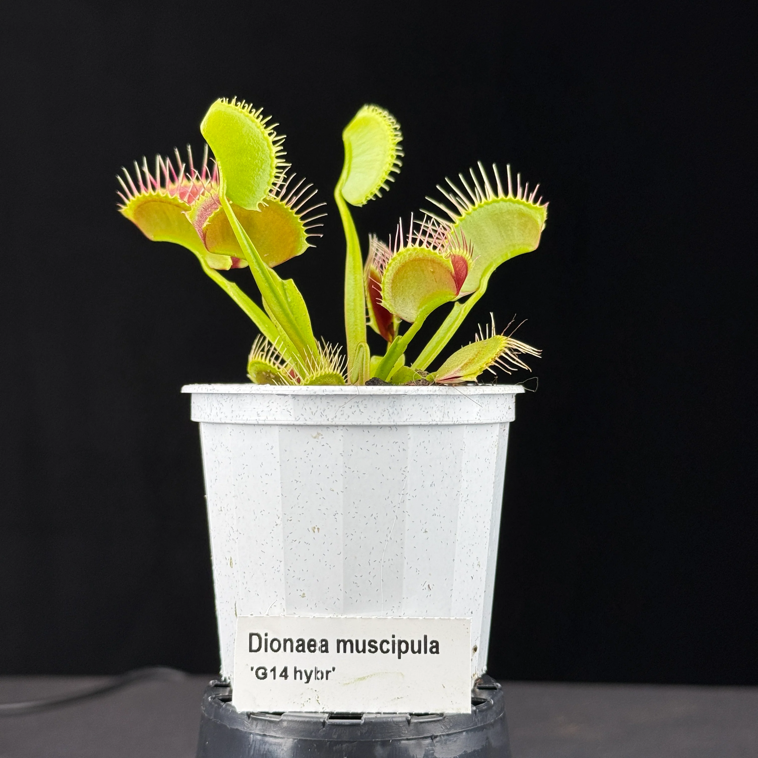Dionaea muscipula ‘G14'- Winter Dormant - Venus Fly Trap - Image 6