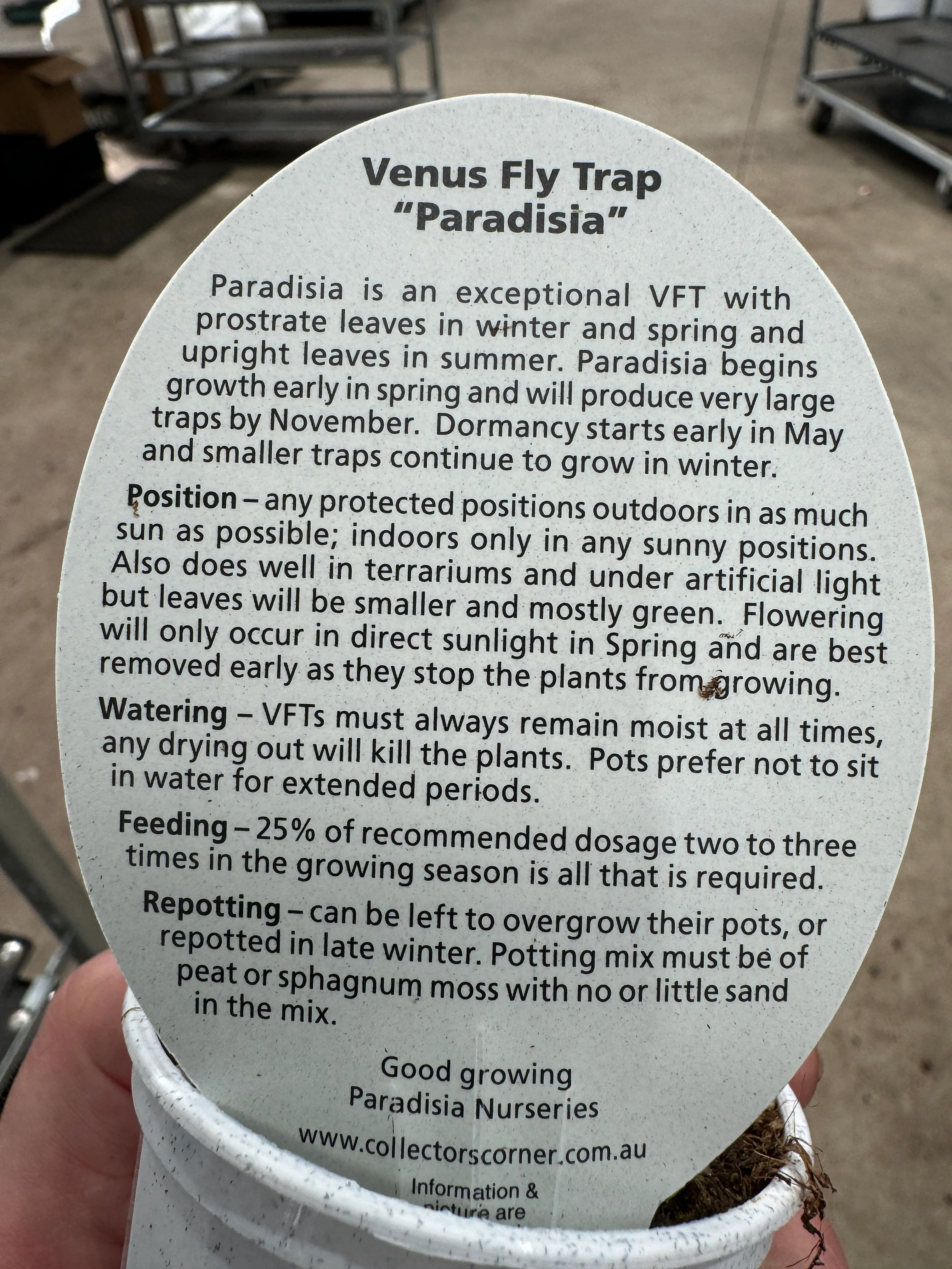 Dionaea muscipula 'Paradisia 14/15' - Venus Fly Trap - Image 3