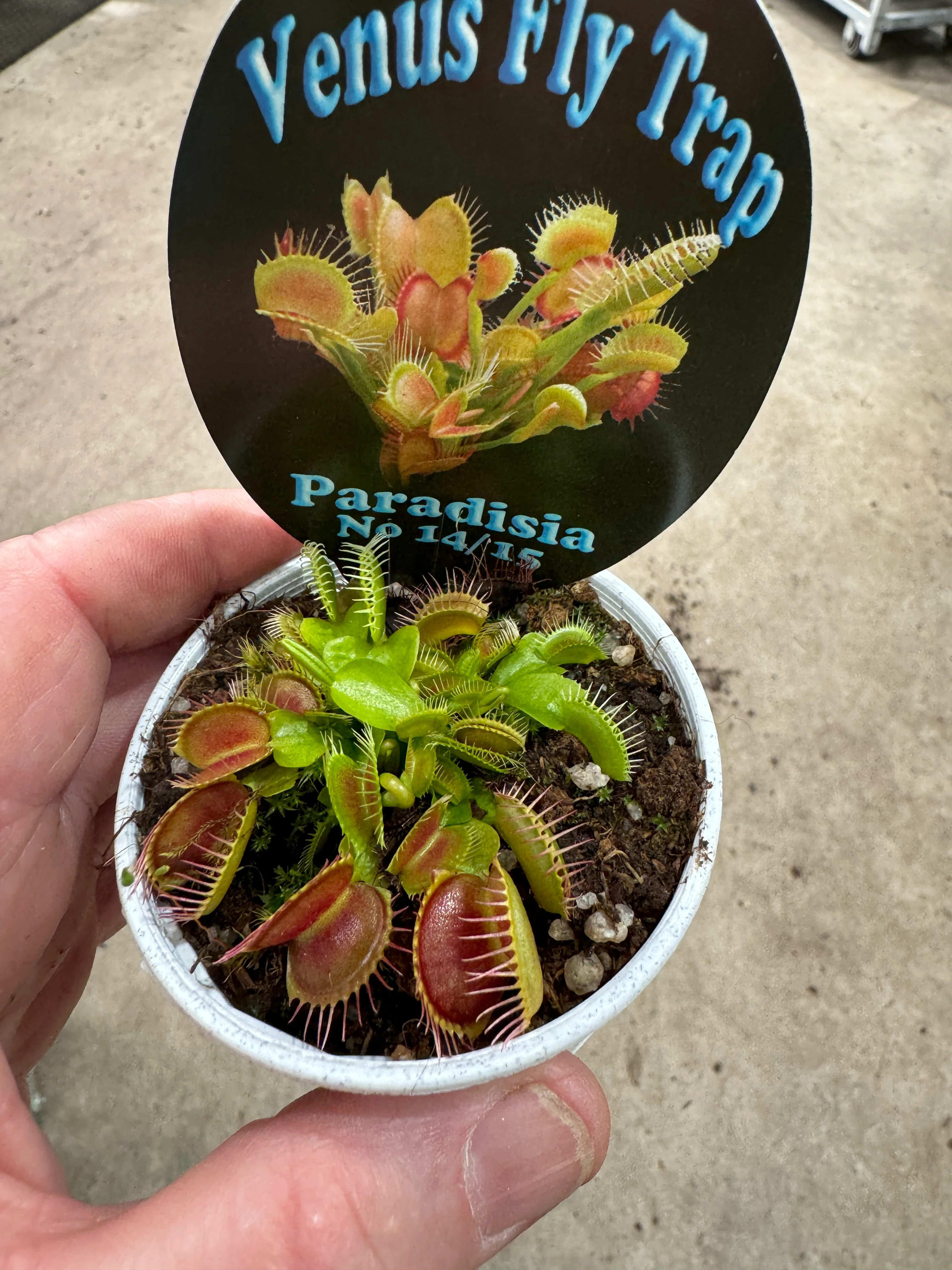 Dionaea muscipula 'Paradisia 14/15' - Venus Fly Trap - Image 4