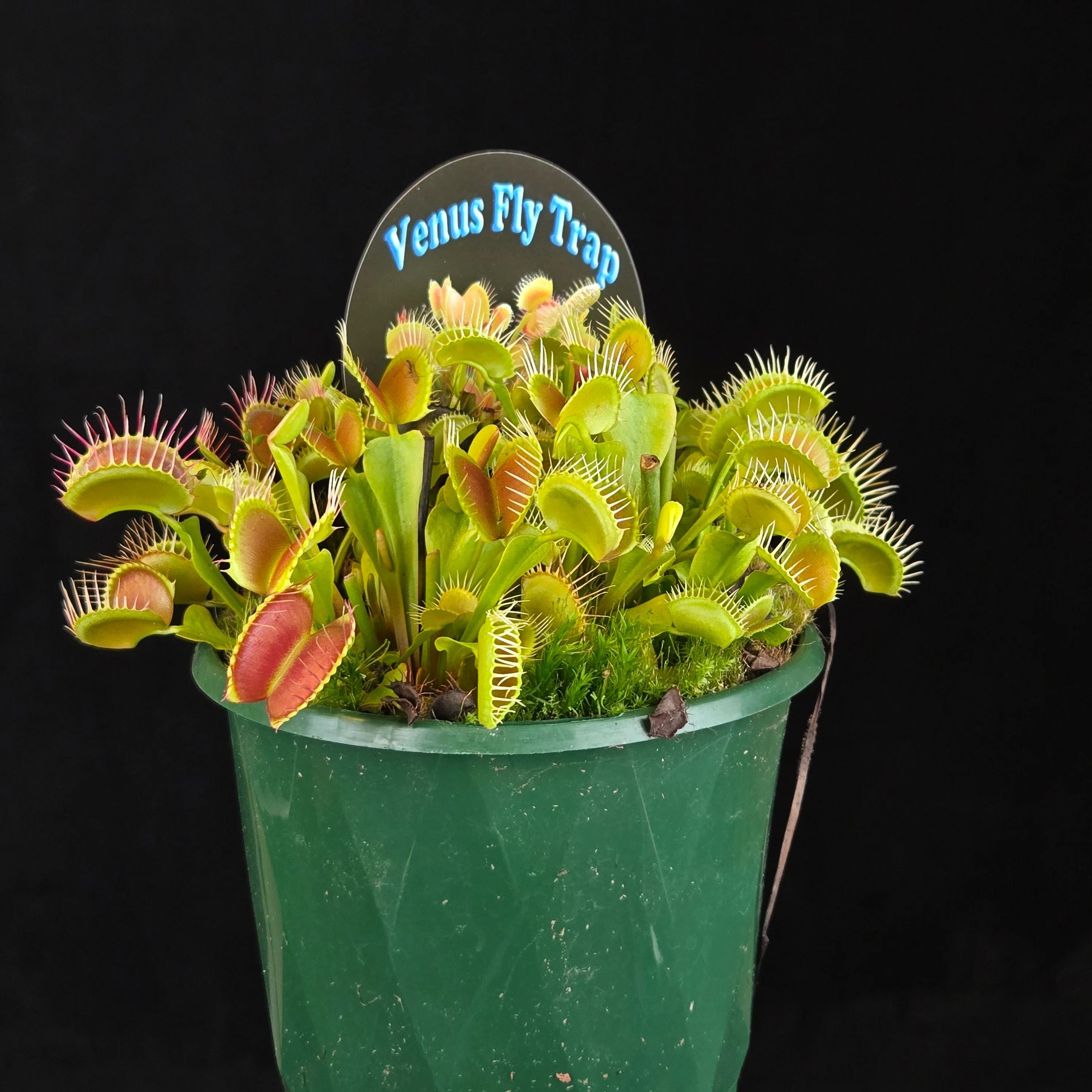 Dionaea muscipula 'Paradisia 14/15' - Venus Fly Trap - Image 7