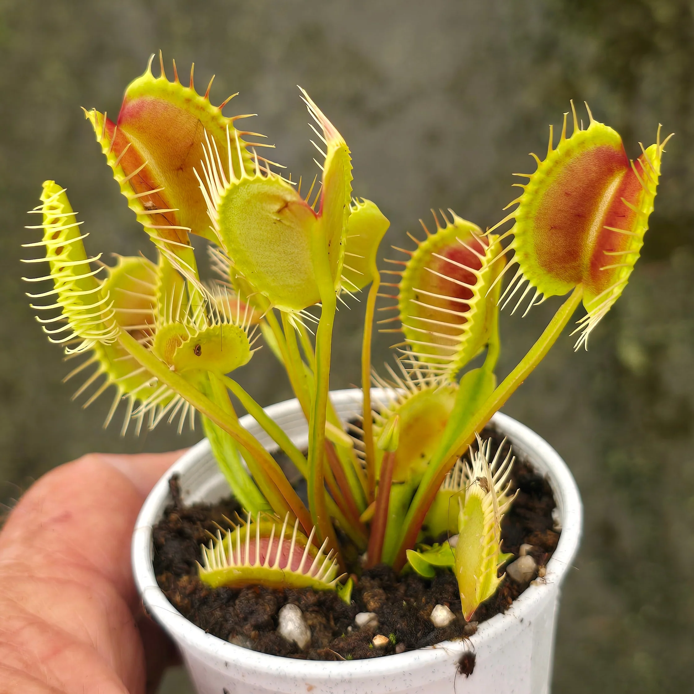 Dionaea muscipula 'Trichterfalle' – Winter Dormant Venus Flytrap - Image 3