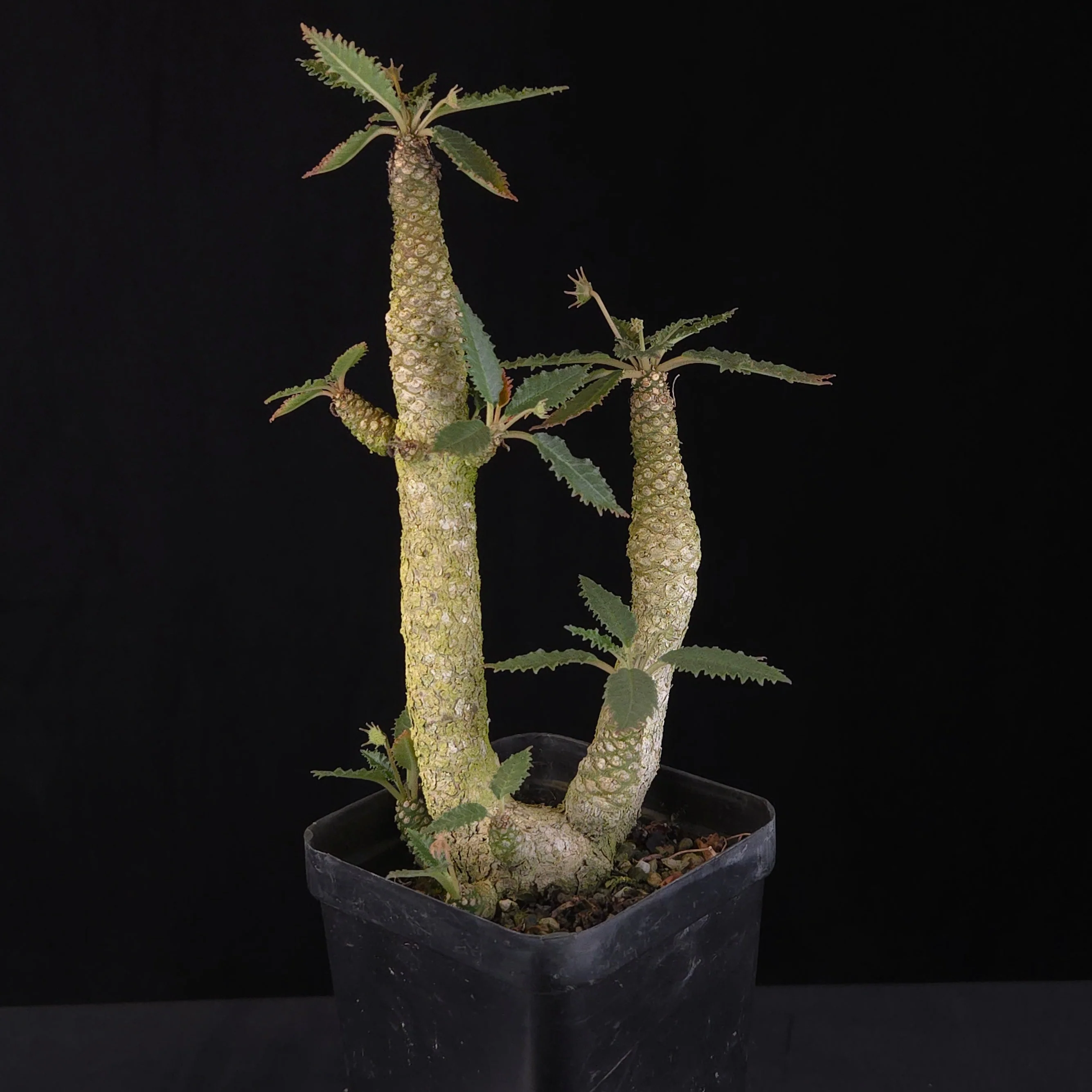 Dorstenia horwoodii Hybrid (WA Prohibited)
