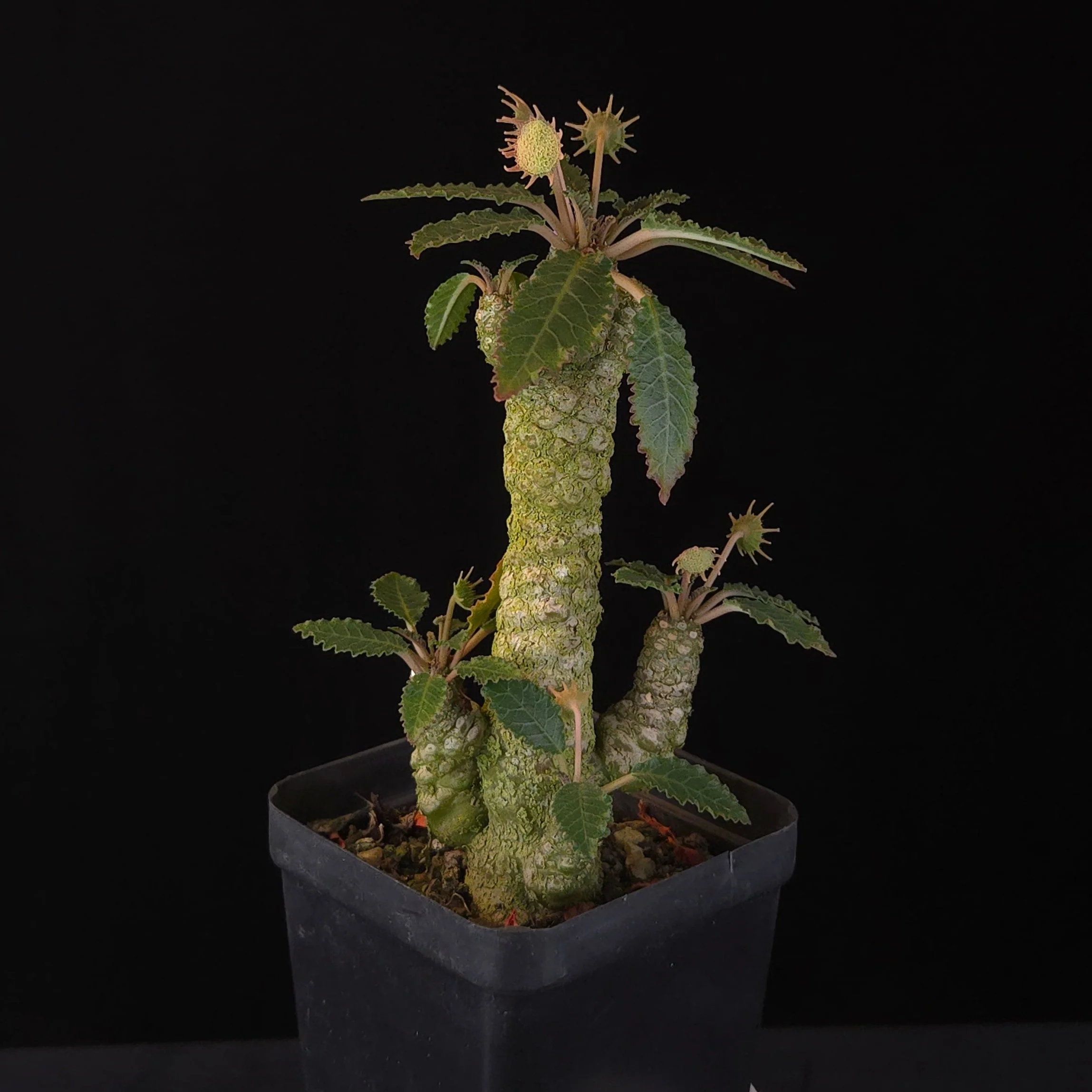 Dorstenia horwoodii Hybrid (WA Prohibited) - Image 2