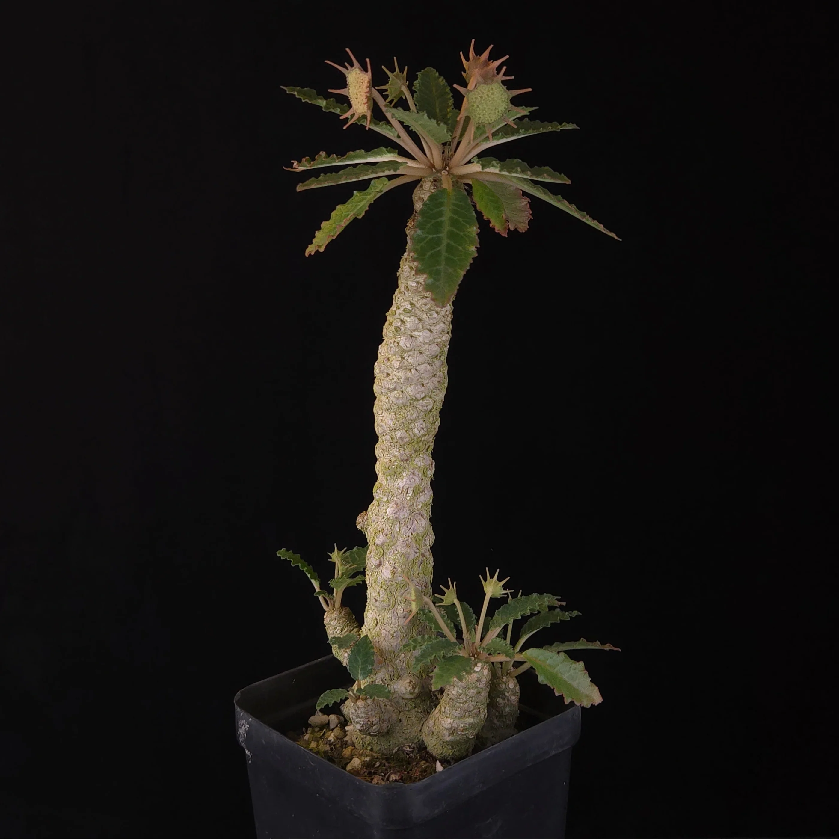 Dorstenia horwoodii Hybrid (WA Prohibited) - Image 3