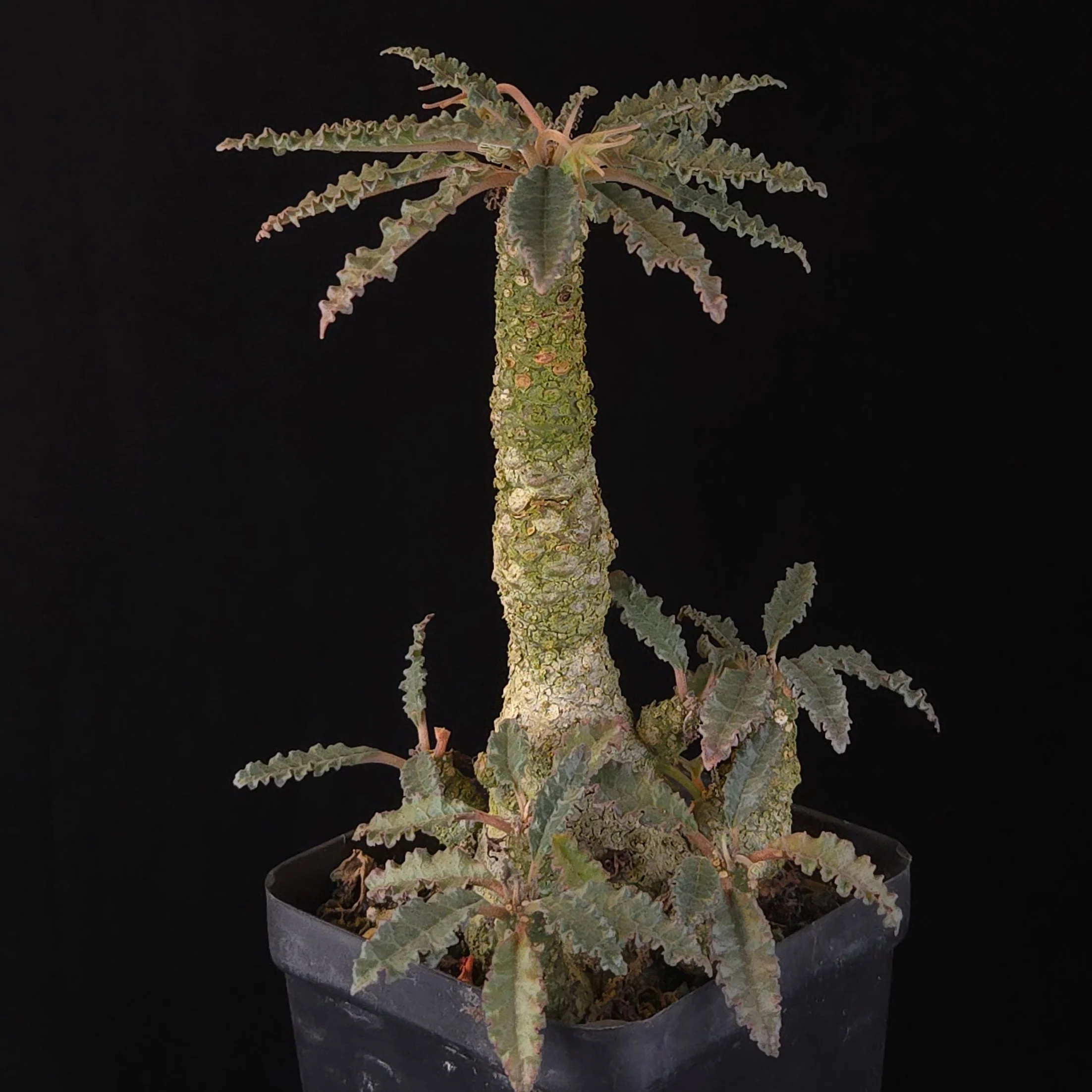 Dorstenia lavrani Hybrid (WA Prohibited) - Image 2