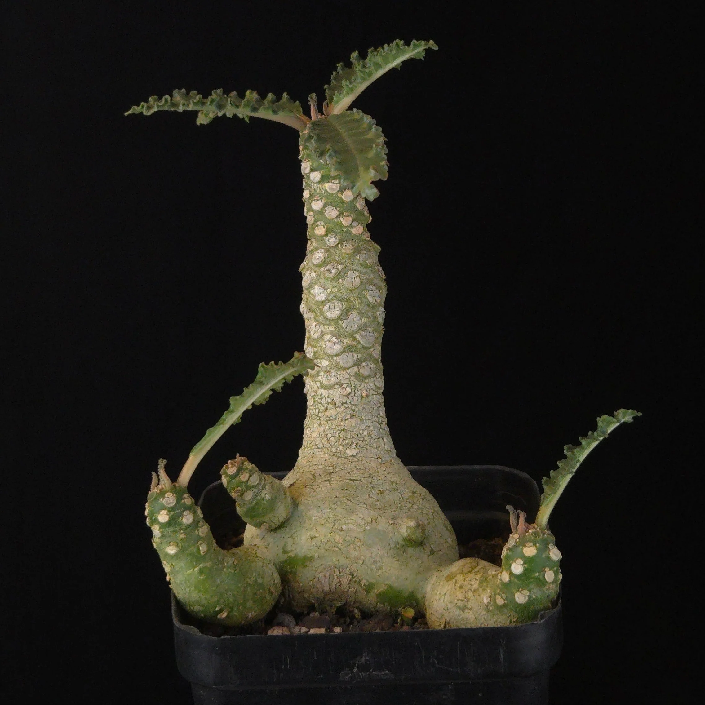 Dorstenia lavrani Hybrid (WA Prohibited) - Image 3