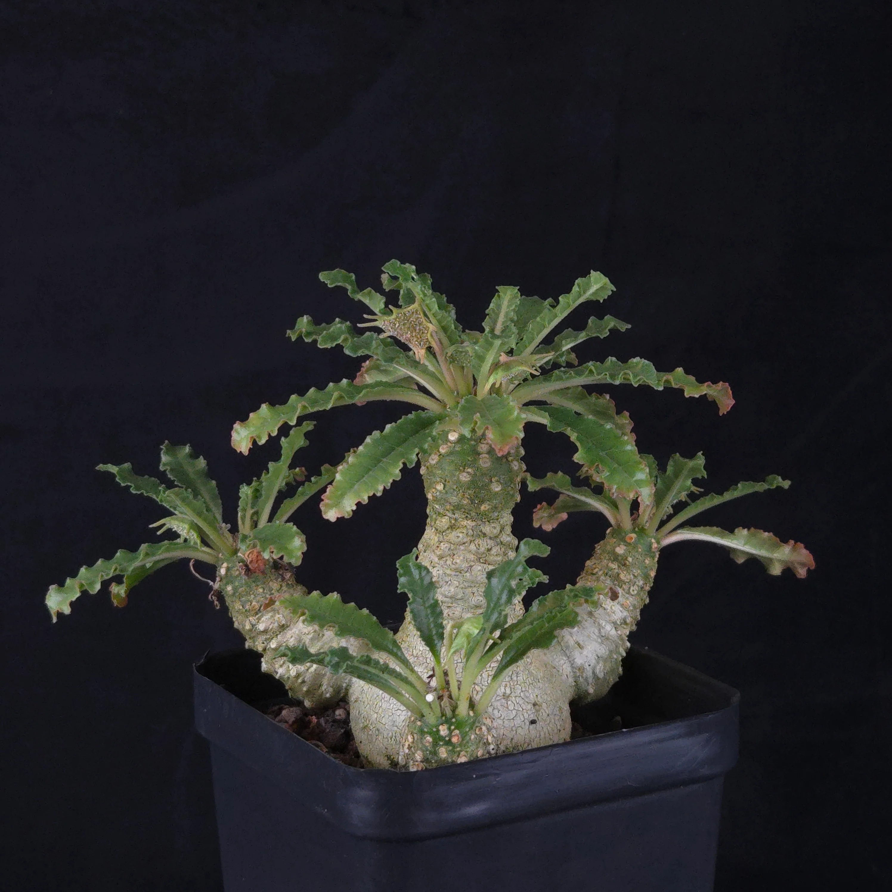 Dorstenia lavrani Hybrid (WA Prohibited) - Image 4
