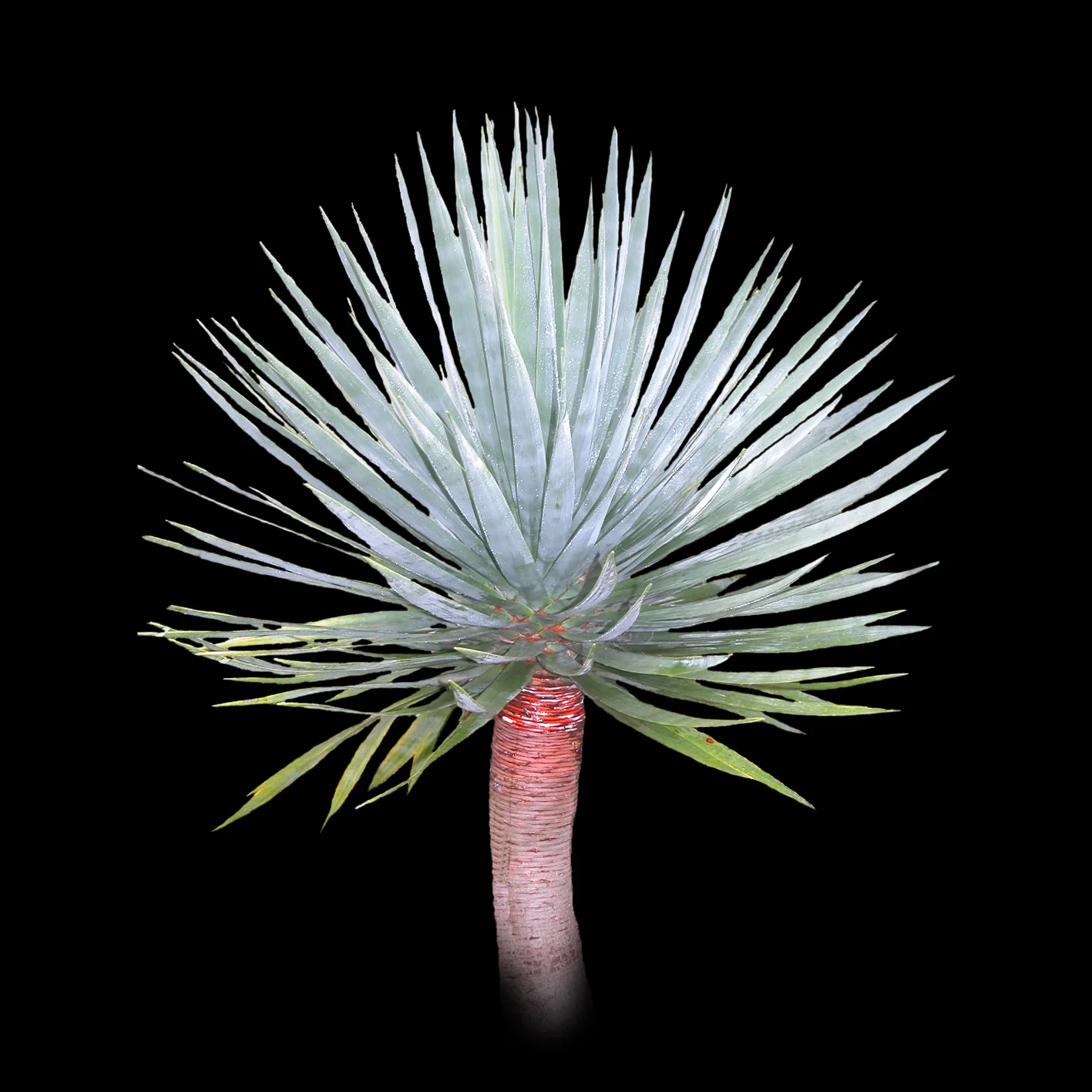 Dracaena draco – The Dragon Tree - Image 3
