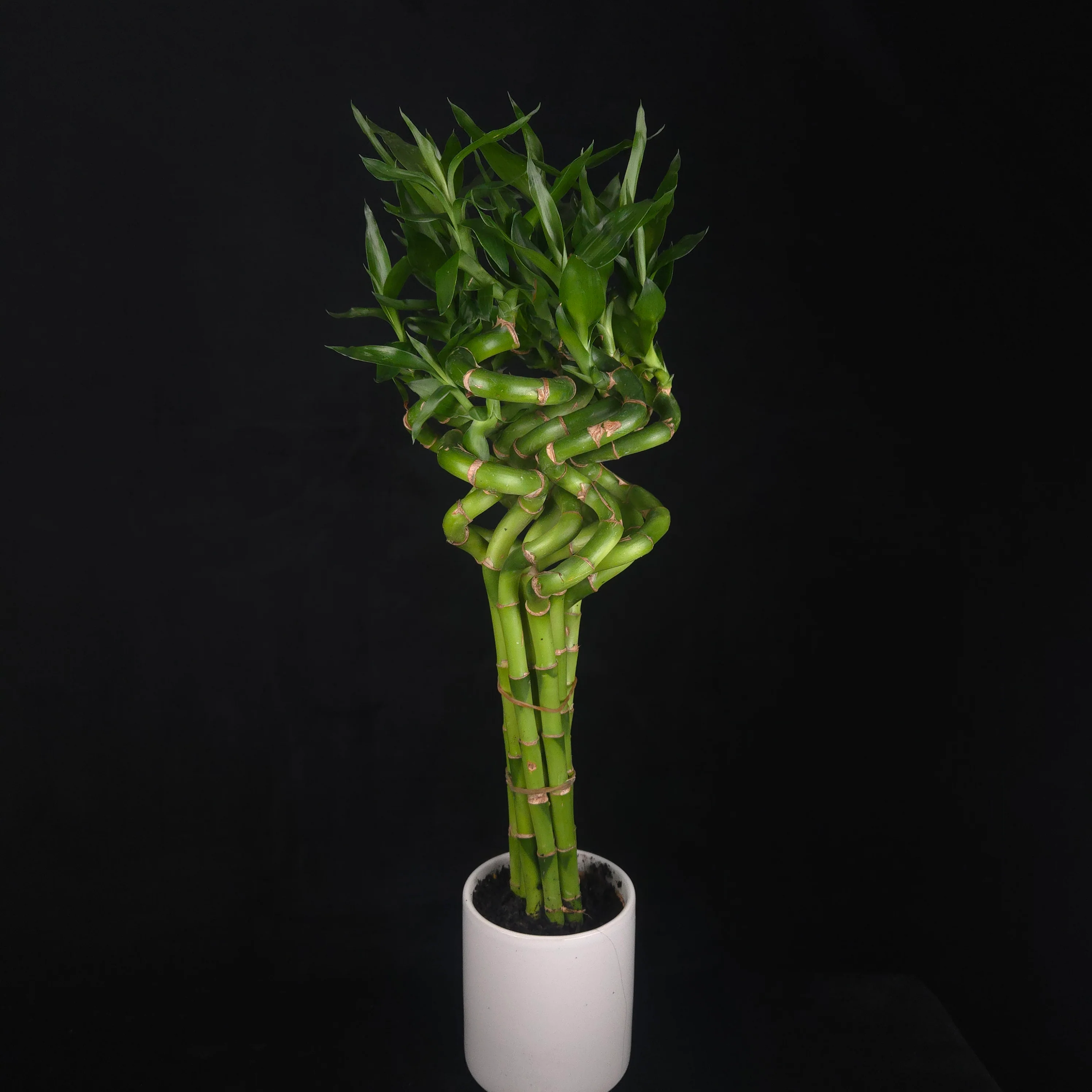 Indoor Plants