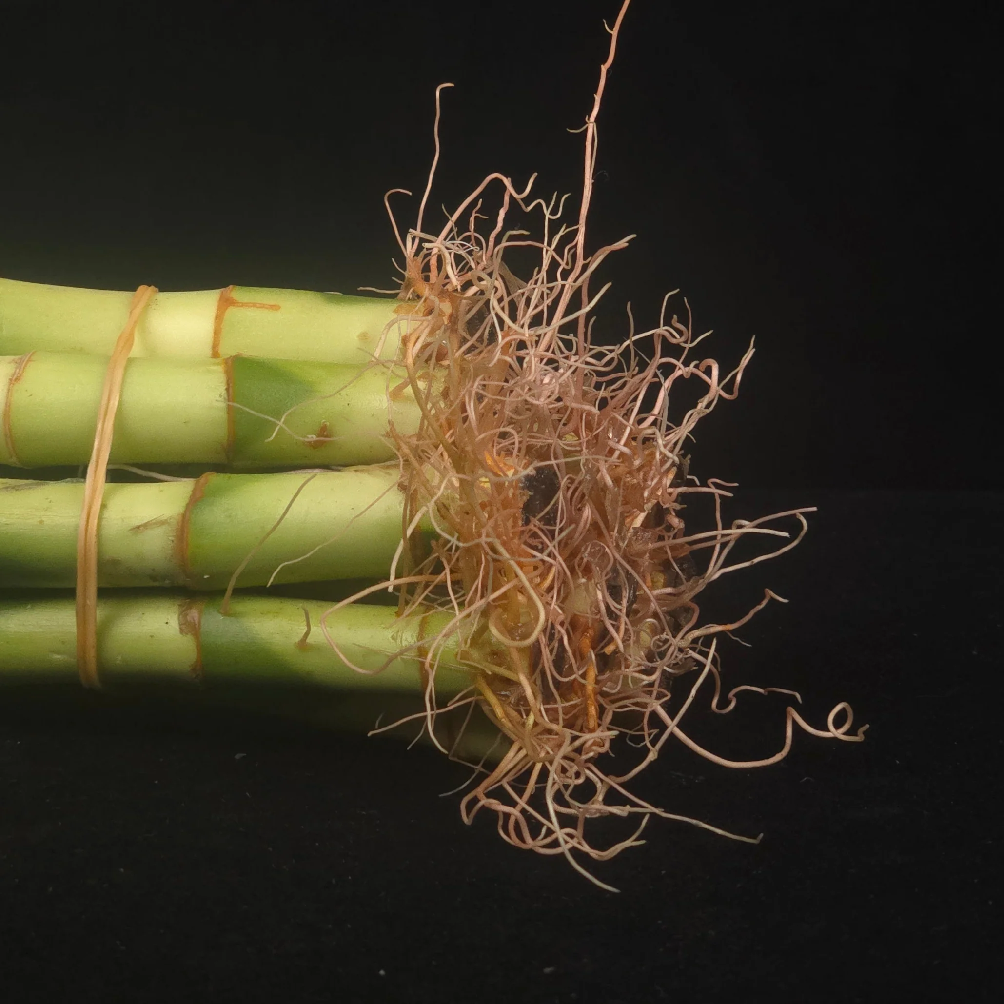 Dracaena sanderiana Lucky Bamboo Curly Rooted Stems - Pack of 10 - Image 2