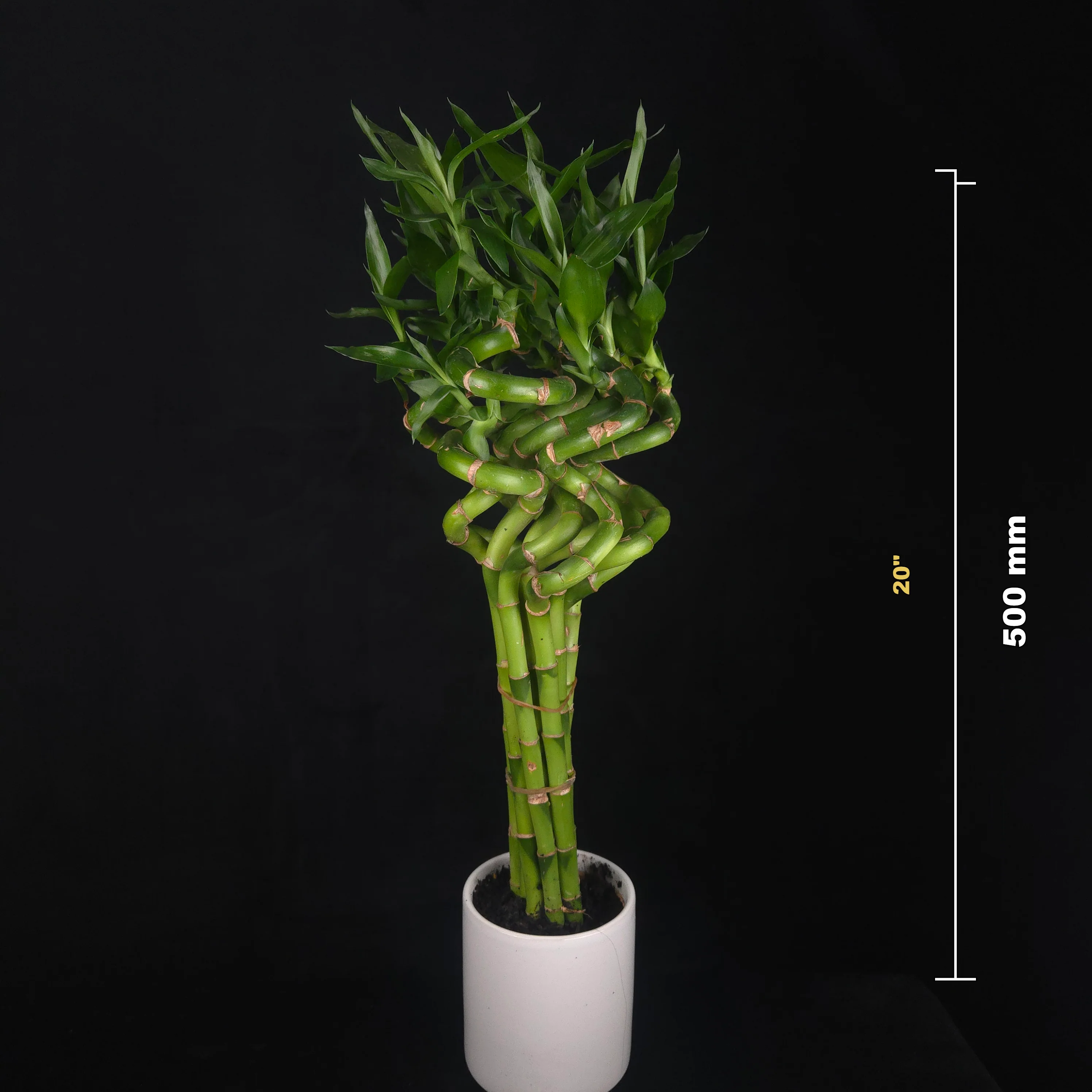 Dracaena sanderiana Lucky Bamboo Curly Rooted Stems - Pack of 10 - Image 3