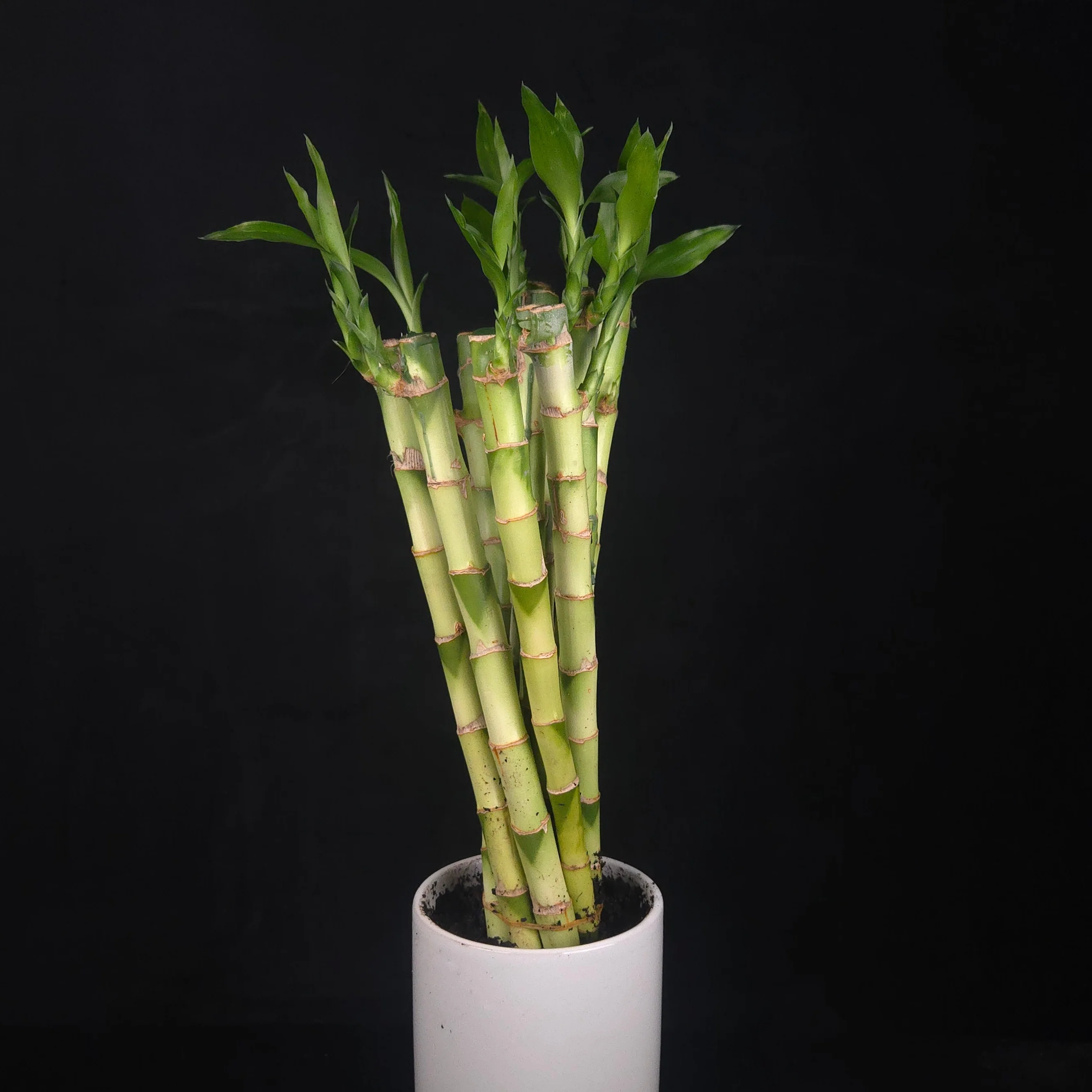 Dracaena sanderiana Lucky Bamboo Straight Rooted Stems - Pack of 10