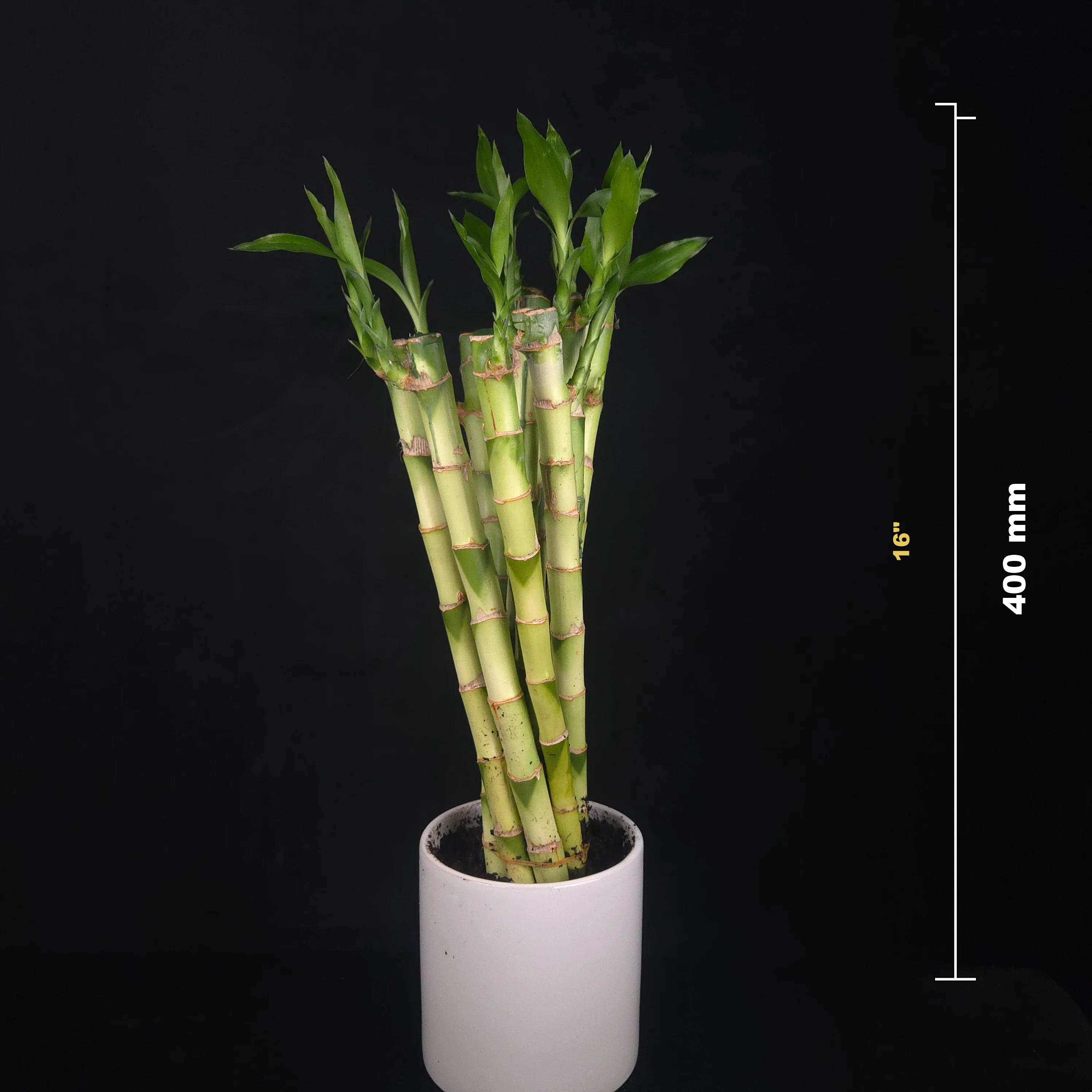 Dracaena sanderiana Lucky Bamboo Straight Rooted Stems - Pack of 10 - Image 3