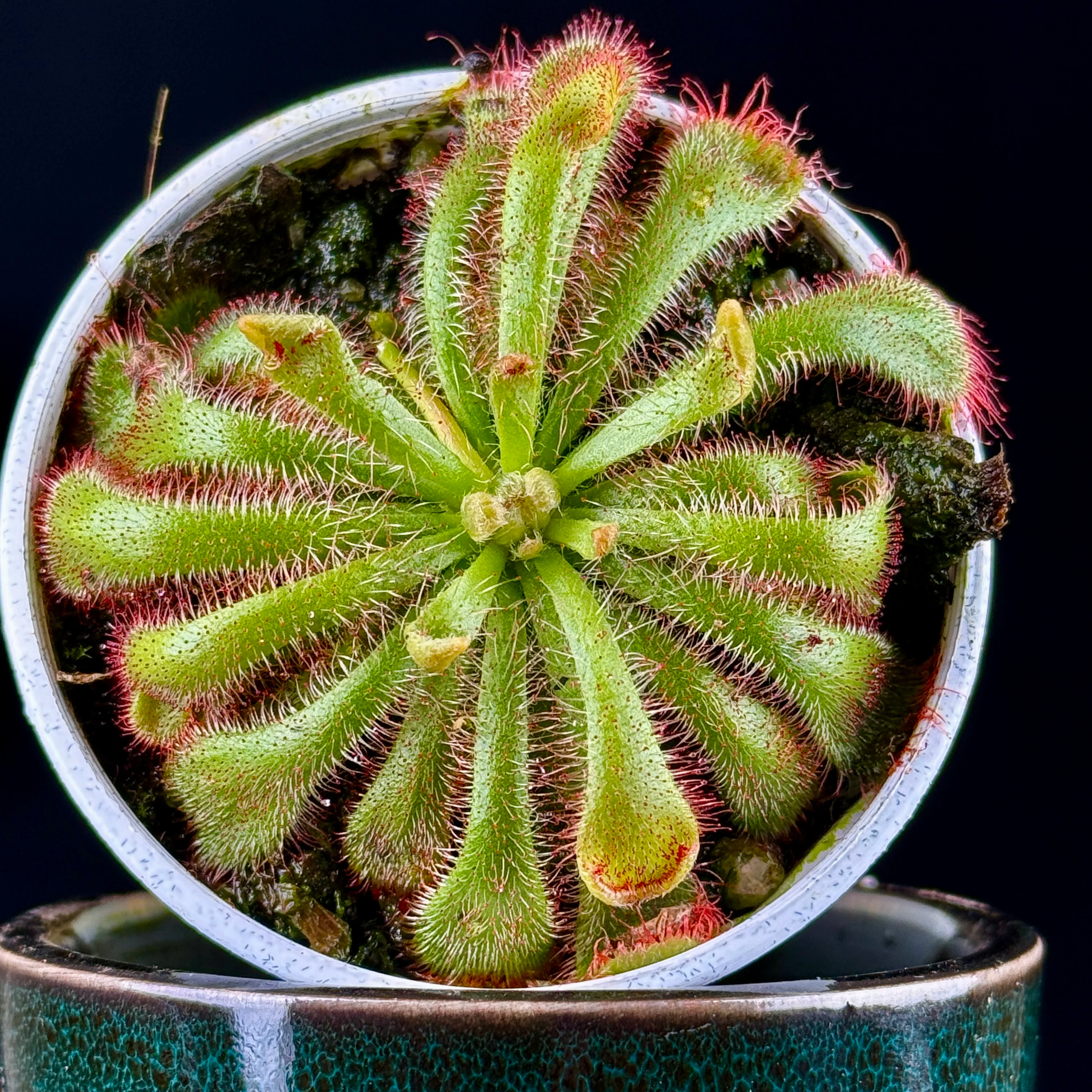 Drosera aliciae