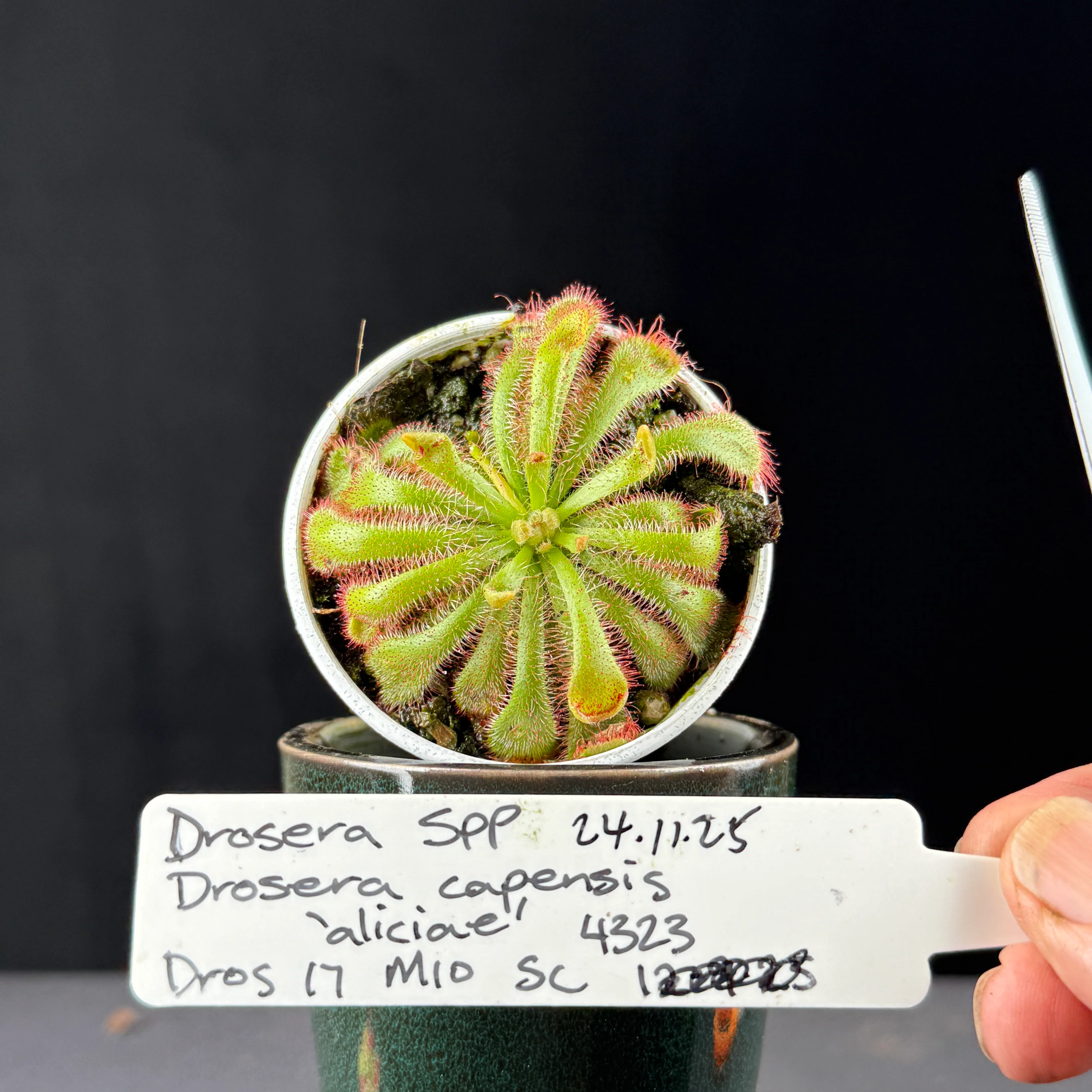 Drosera aliciae - Image 2