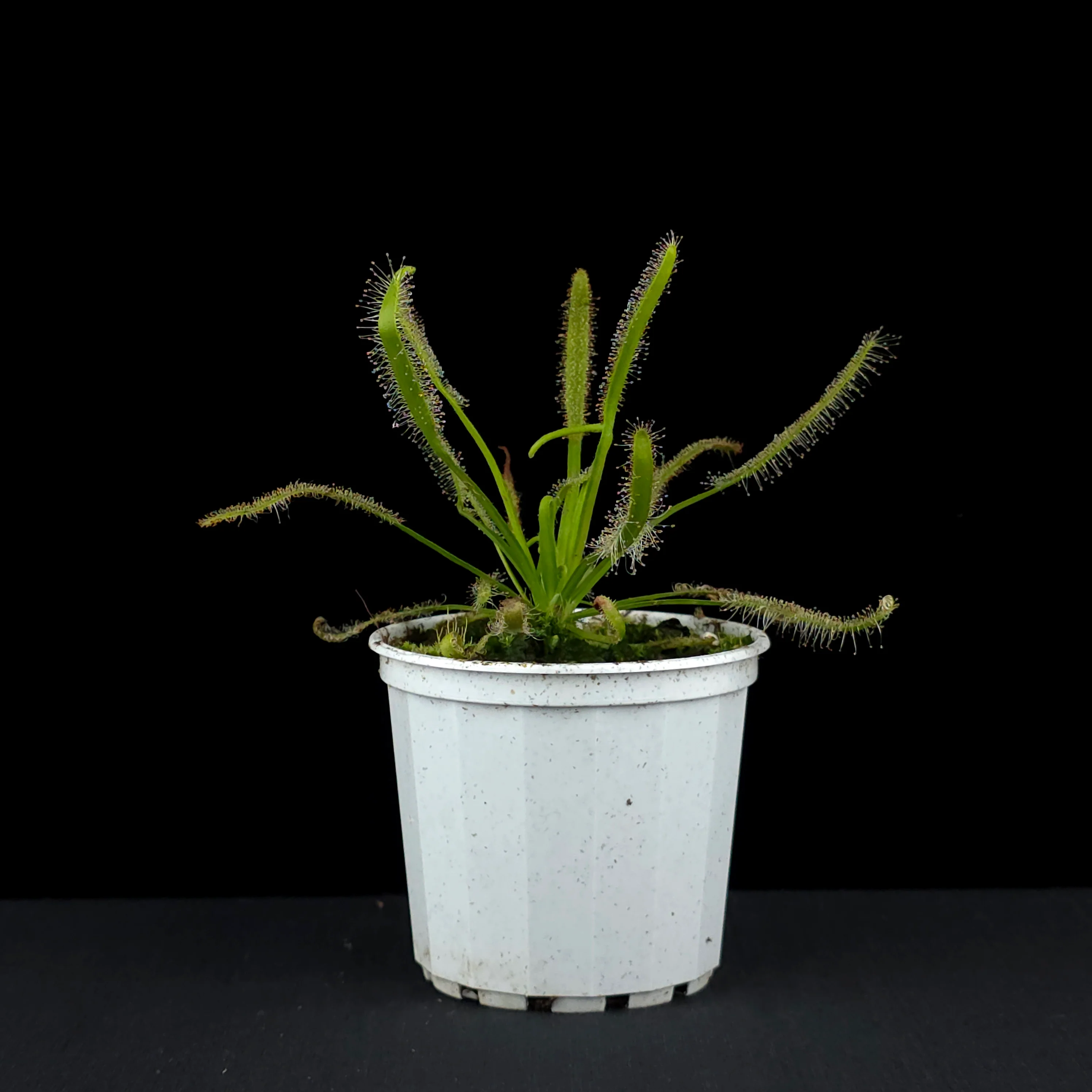 Drosera capensis - Image 2
