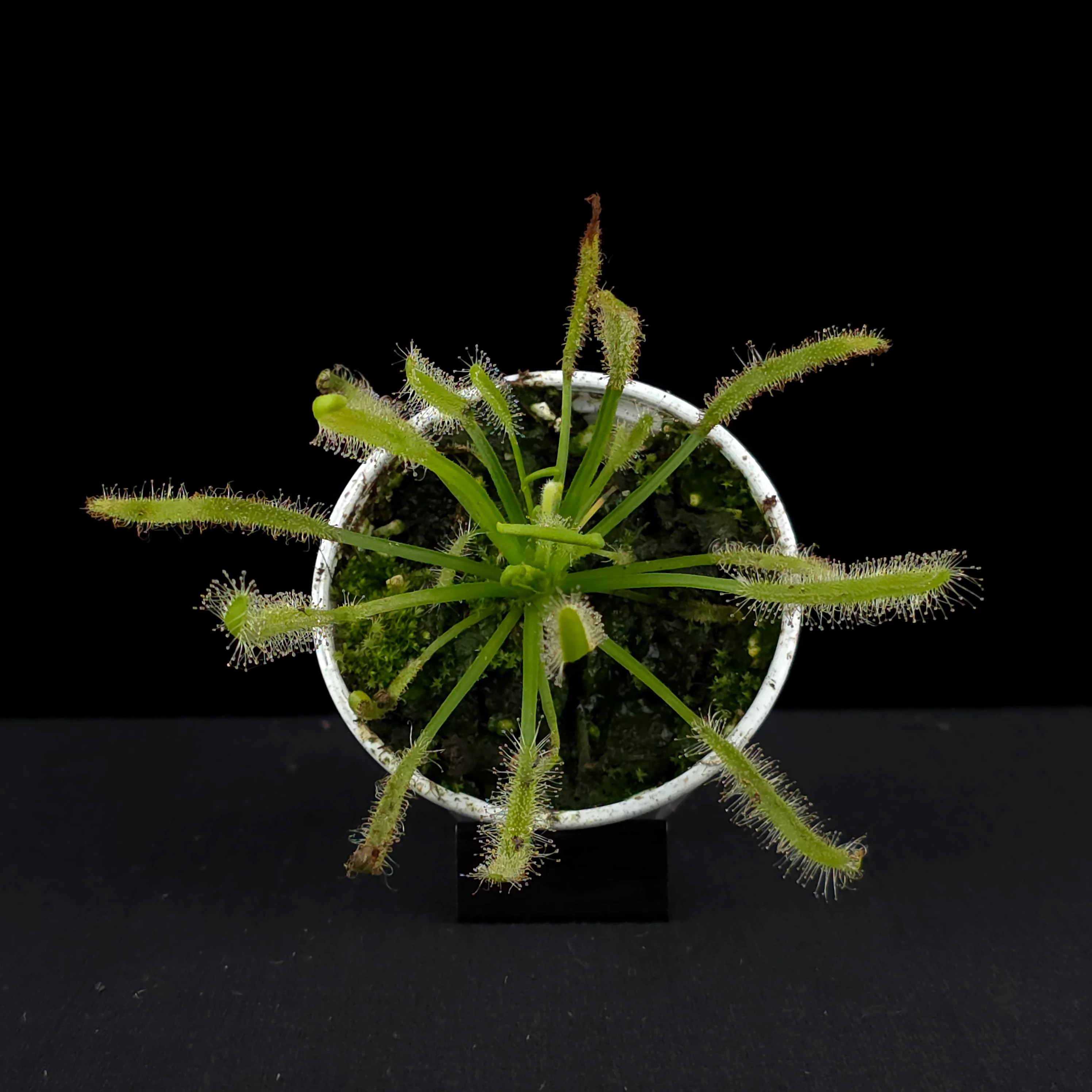 Drosera capensis - Image 4