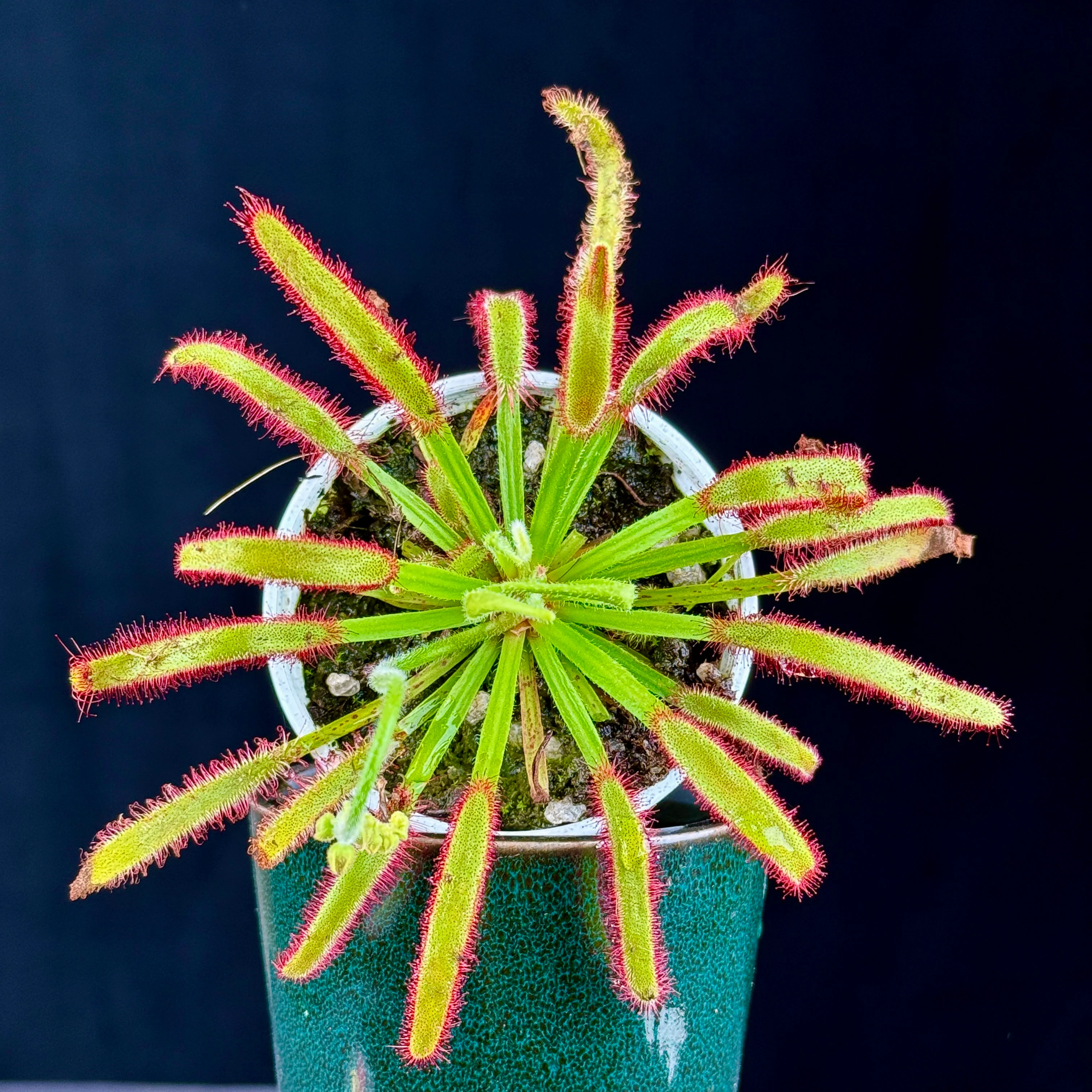 Drosera capensis (Broad Leaf) - Image 2