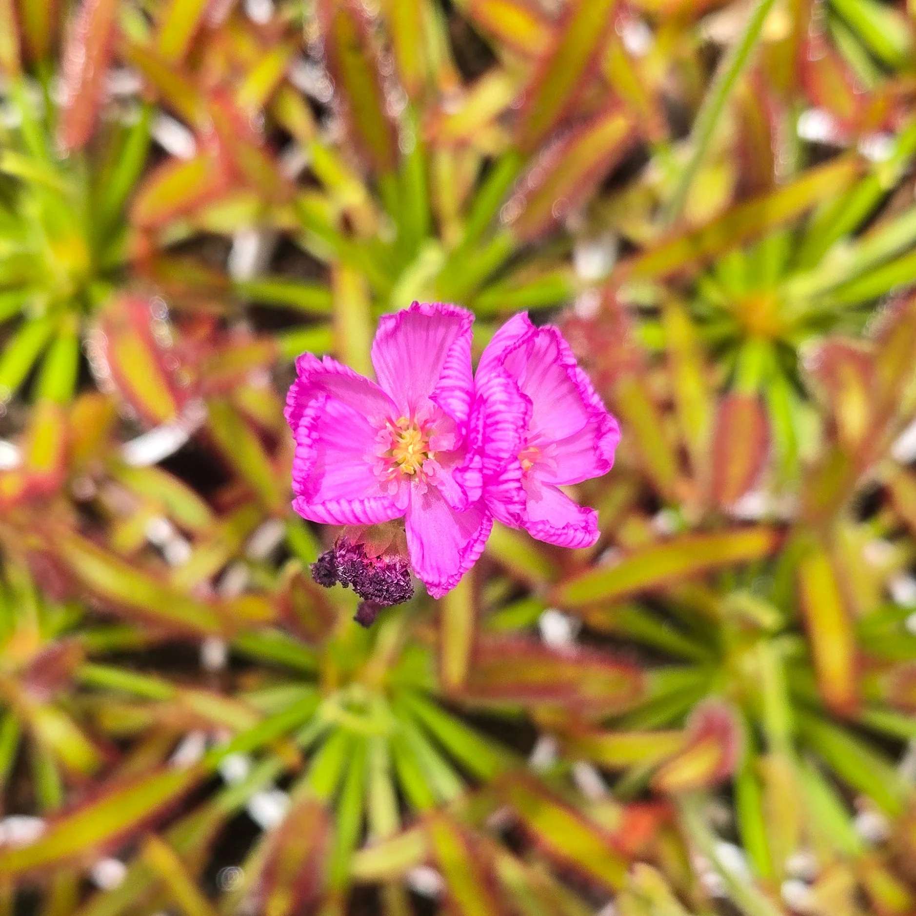 Drosera capensis (Broad Leaf) - Image 3