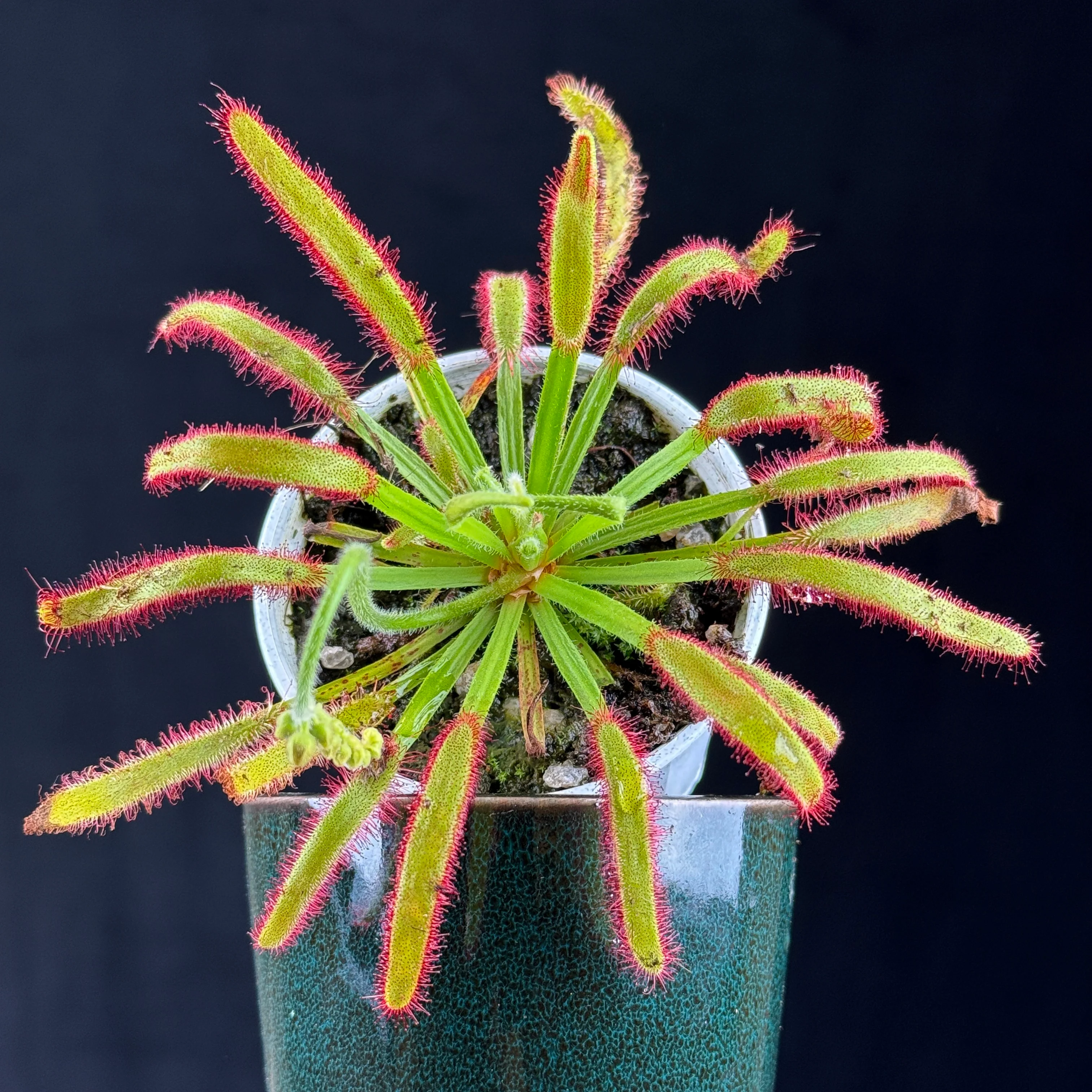 Drosera capensis (Broad Leaf) - Image 4
