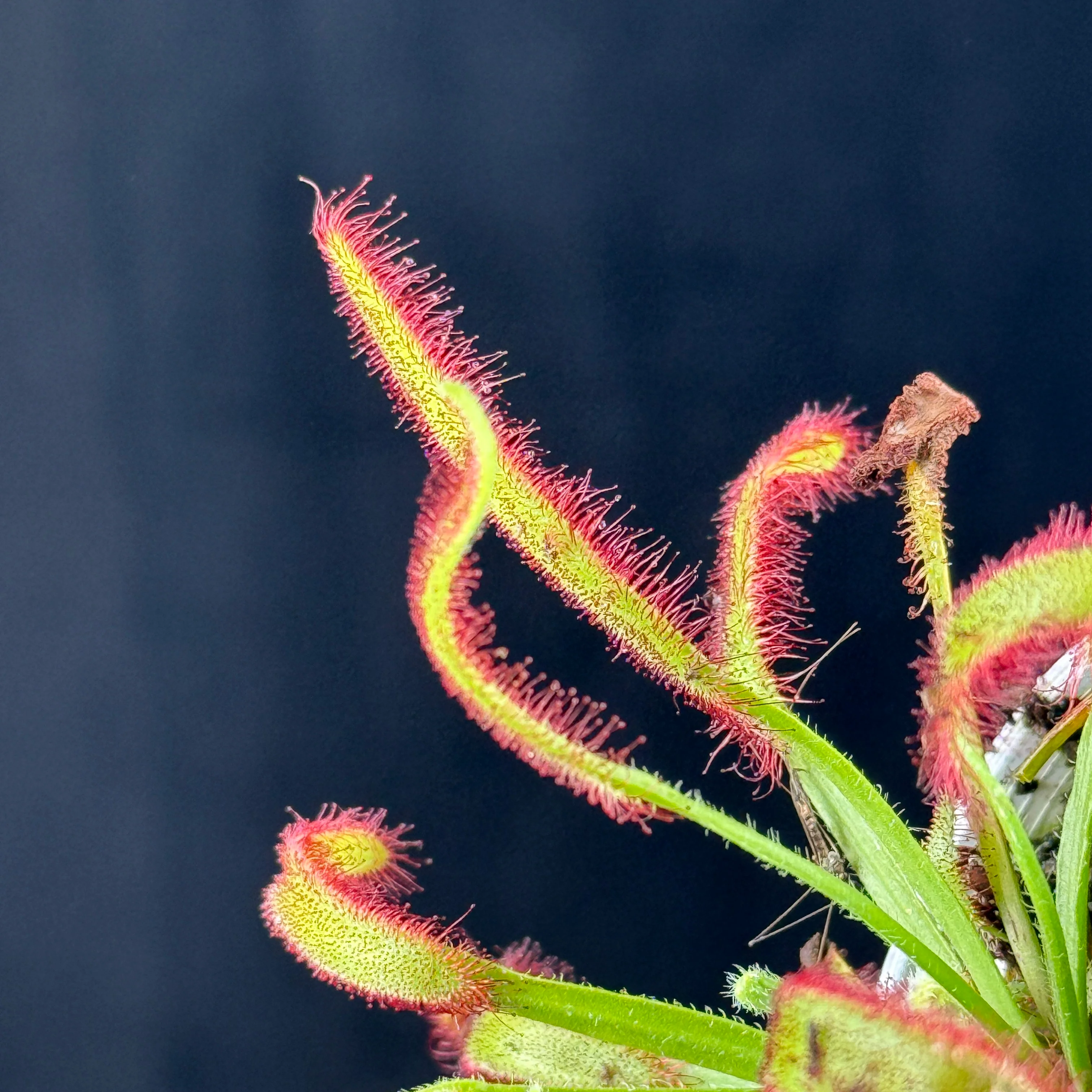 Drosera capensis (Broad Leaf) - Image 7