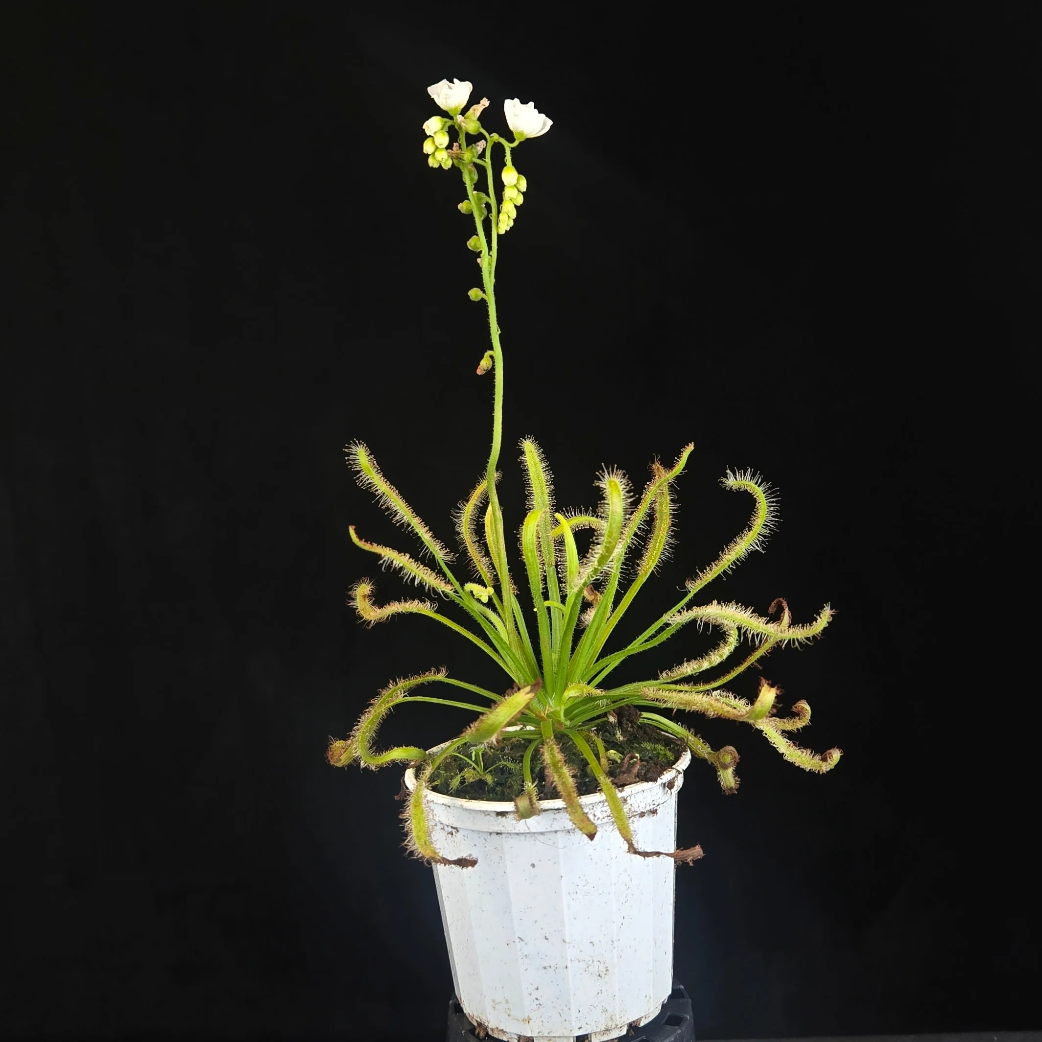 Drosera capensis (White Form) - Image 2