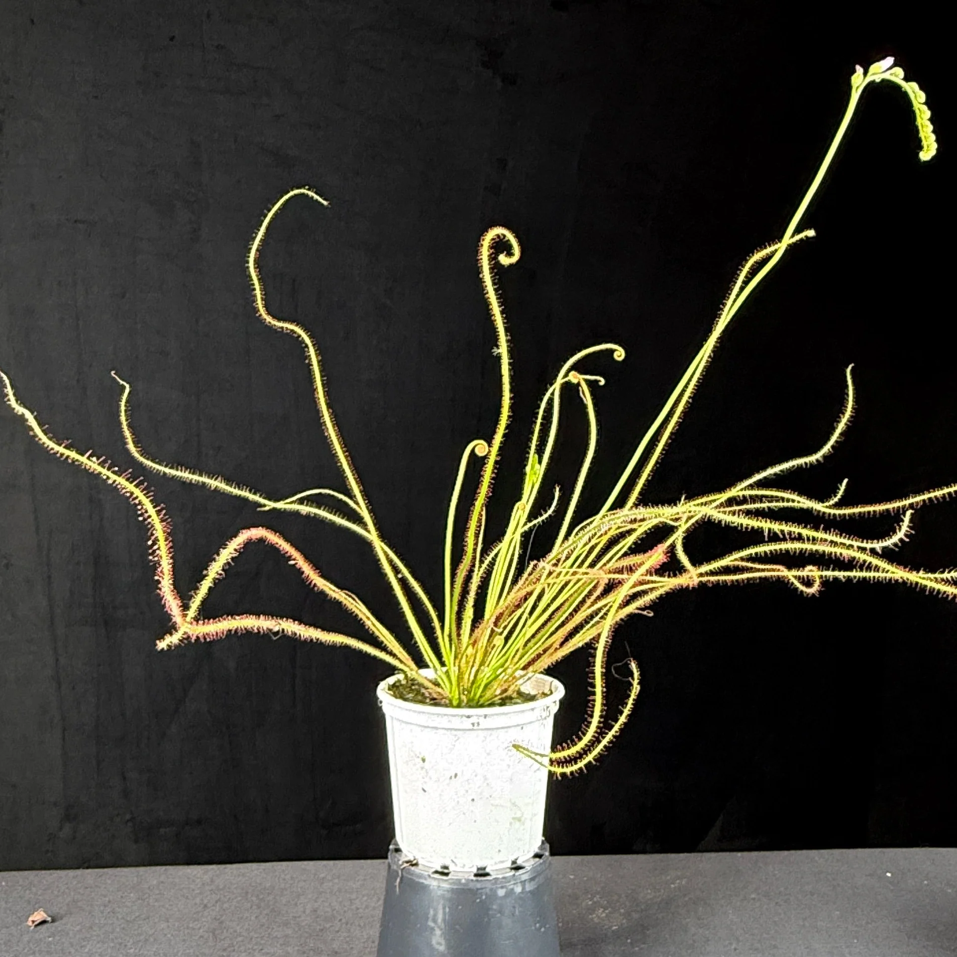 Drosera filiformis var. tracyi - Winter Dormant - Image 5