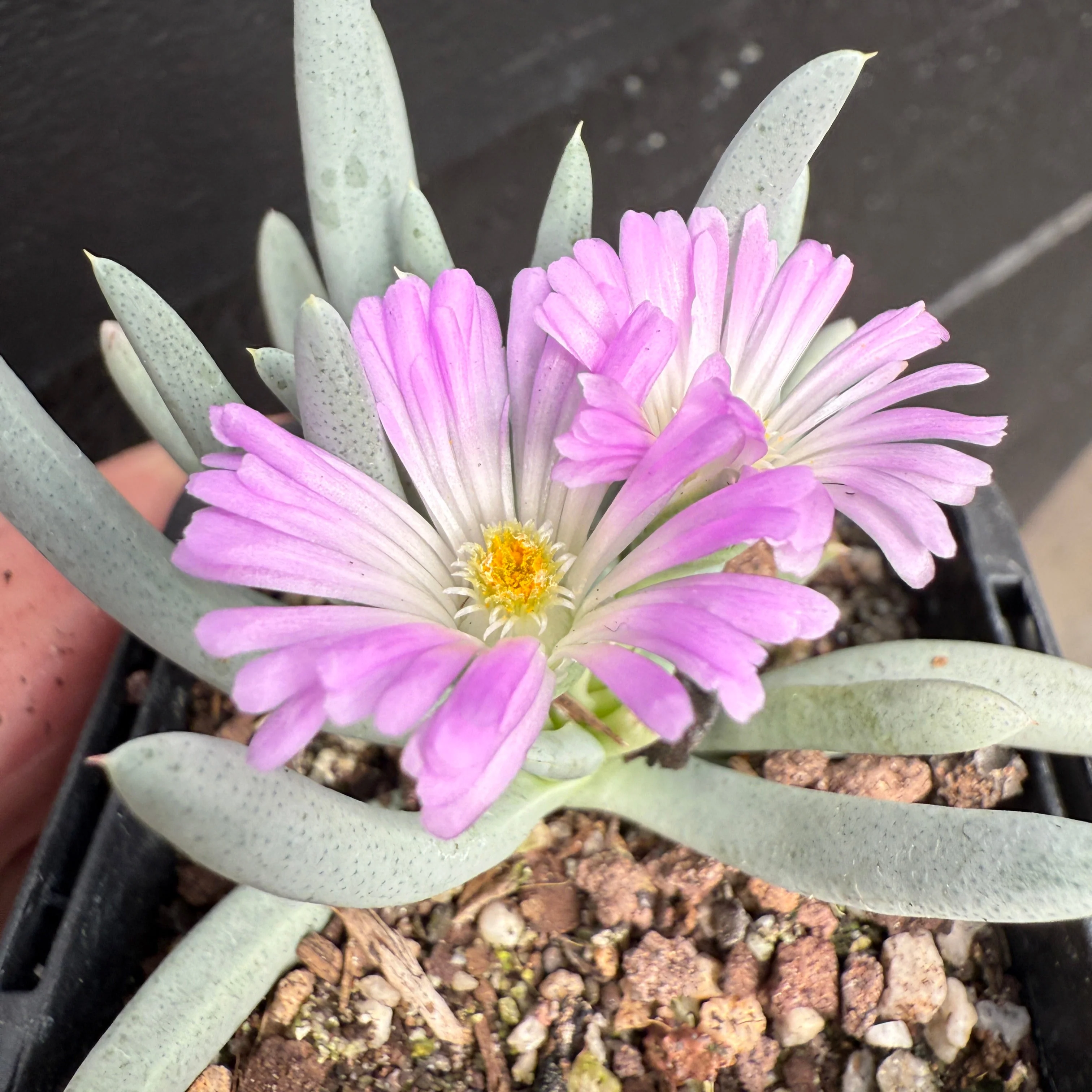 Ebracteola fulleri. Living stone plant - Image 3