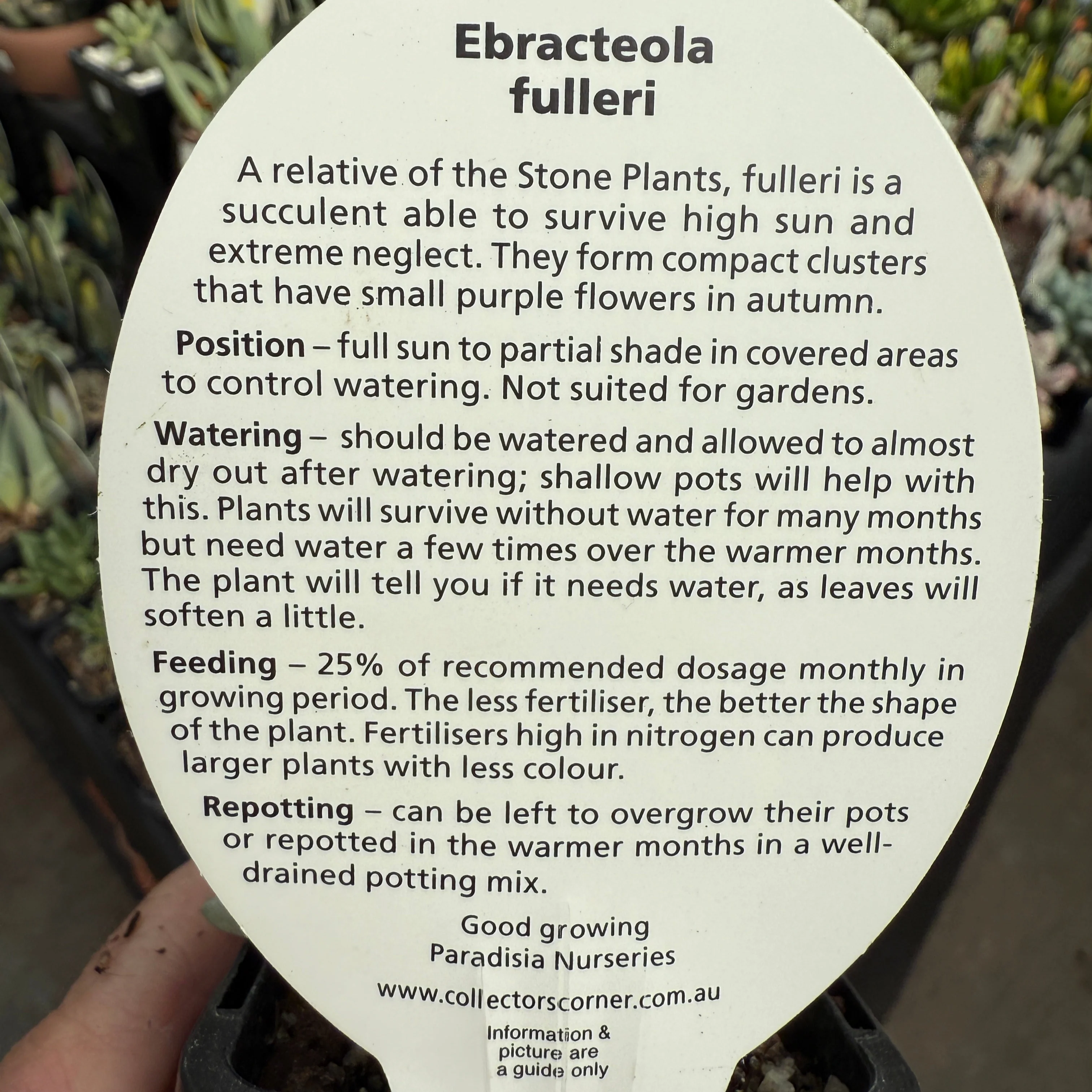 Ebracteola fulleri. Living stone plant - Image 4