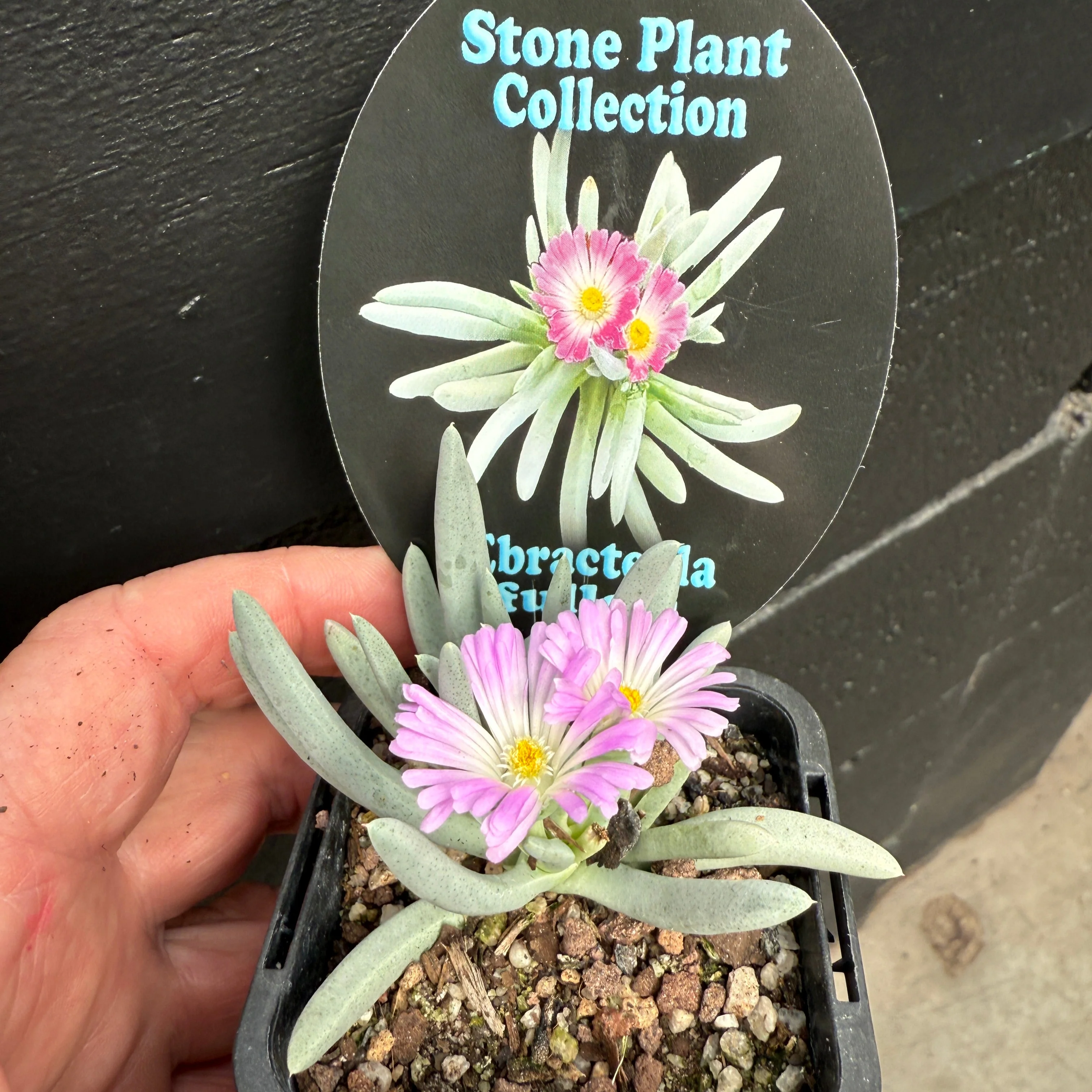 Ebracteola fulleri. Living stone plant - Image 5