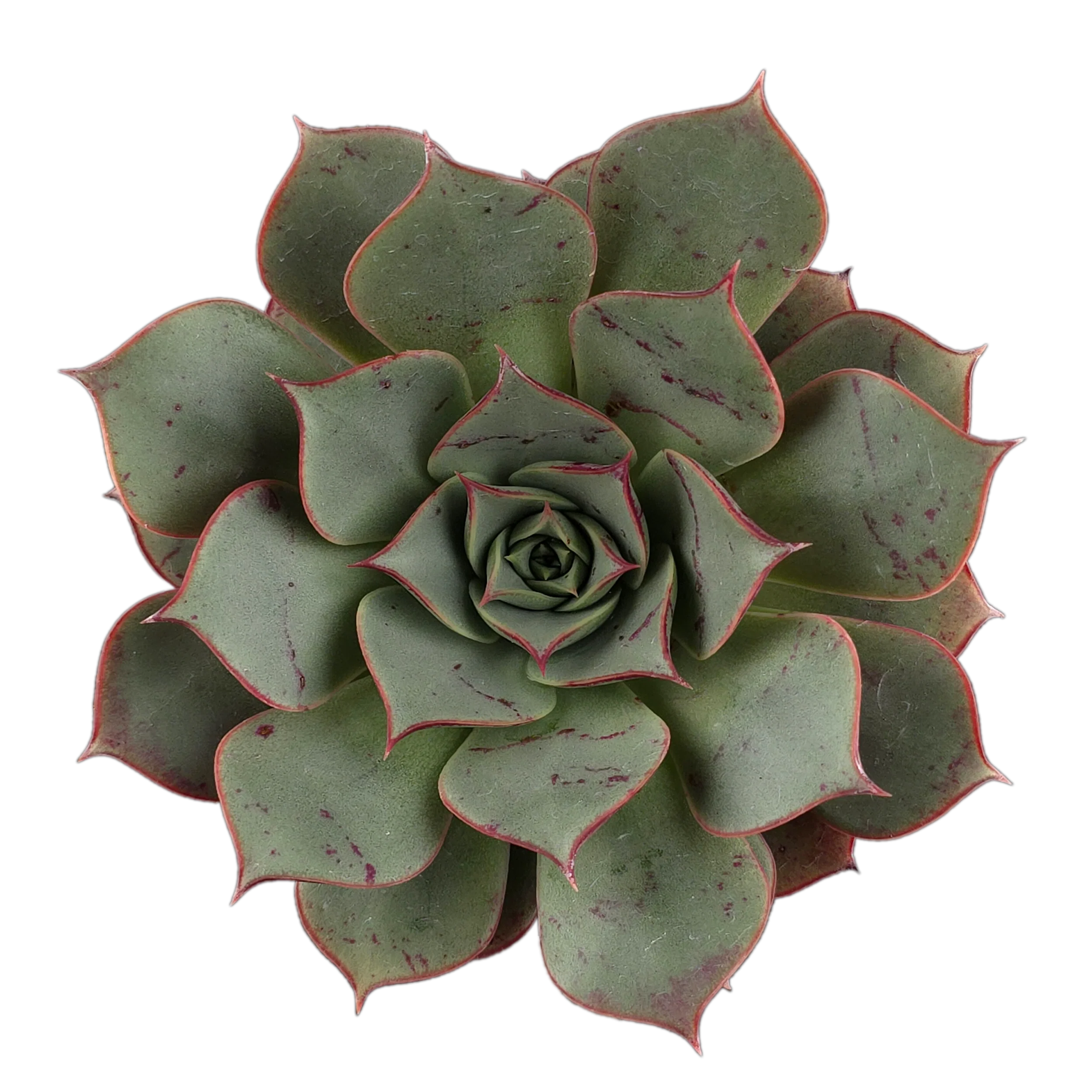 Echeveria 'Astarensis'