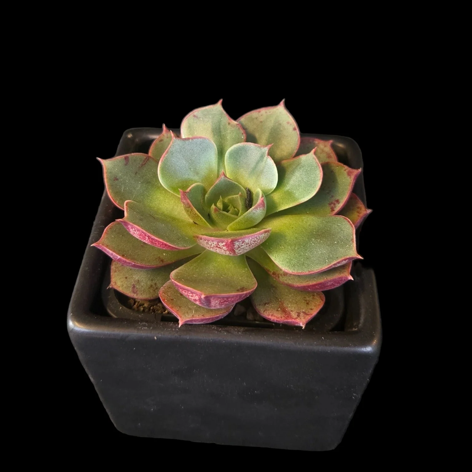 Echeveria 'Astarensis' - Image 3