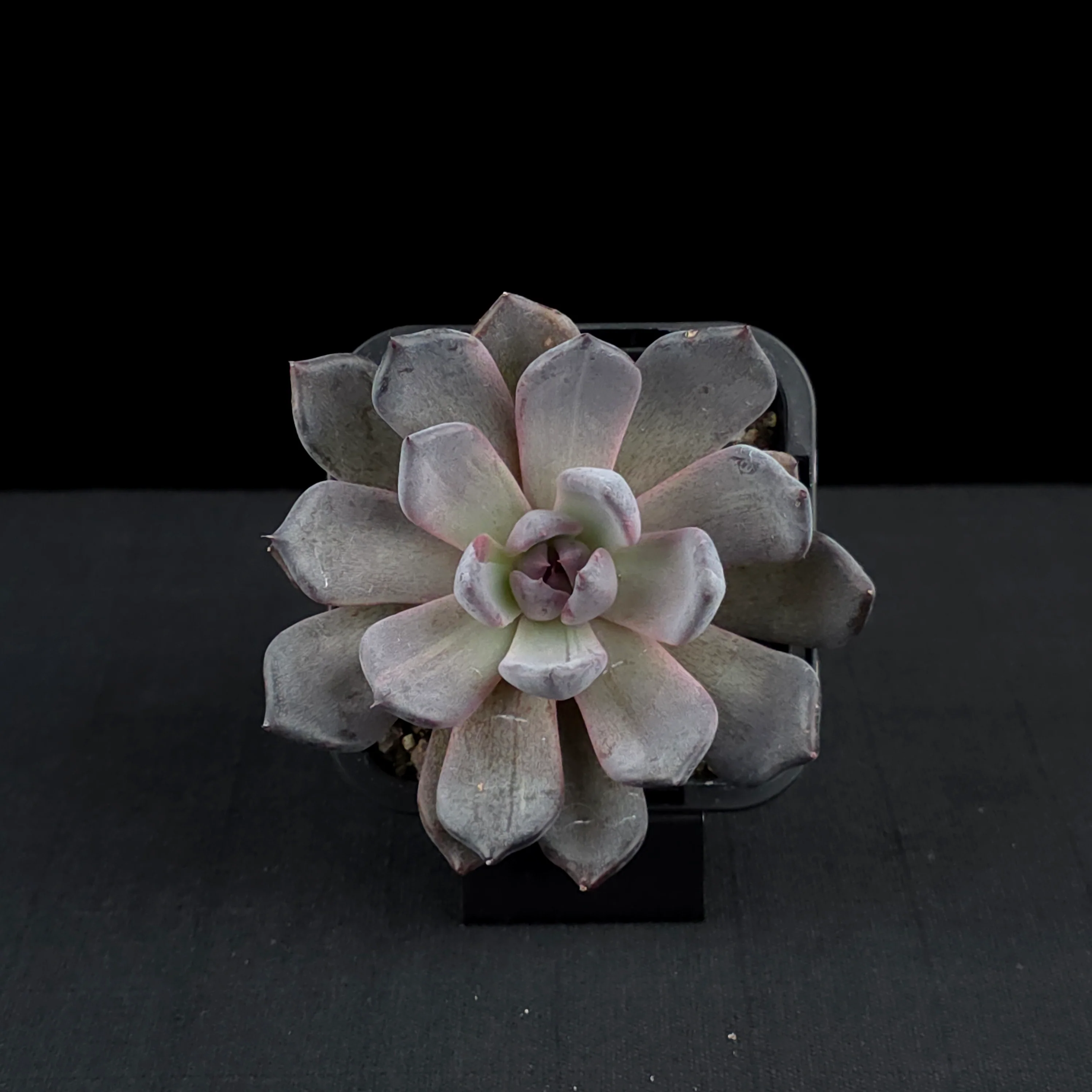 Echeveria 'Black Pearl' - Image 4
