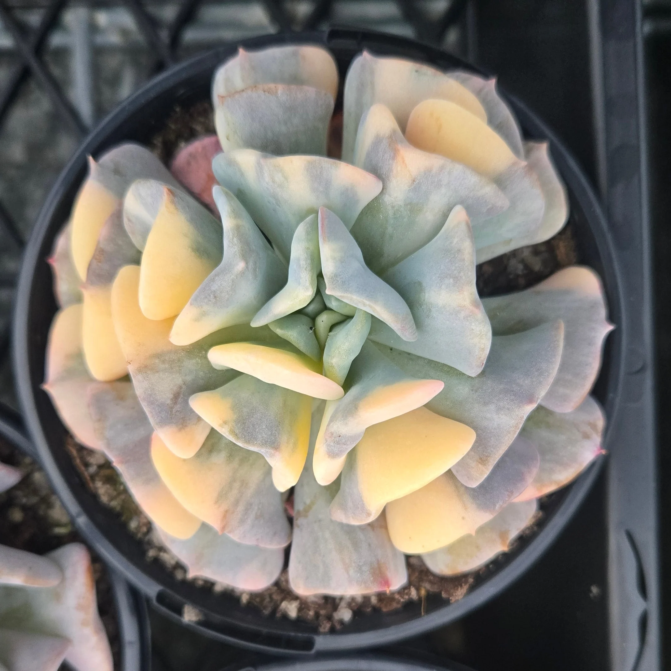 Echeveria Cubic Frost 'Variegata' - Image 6