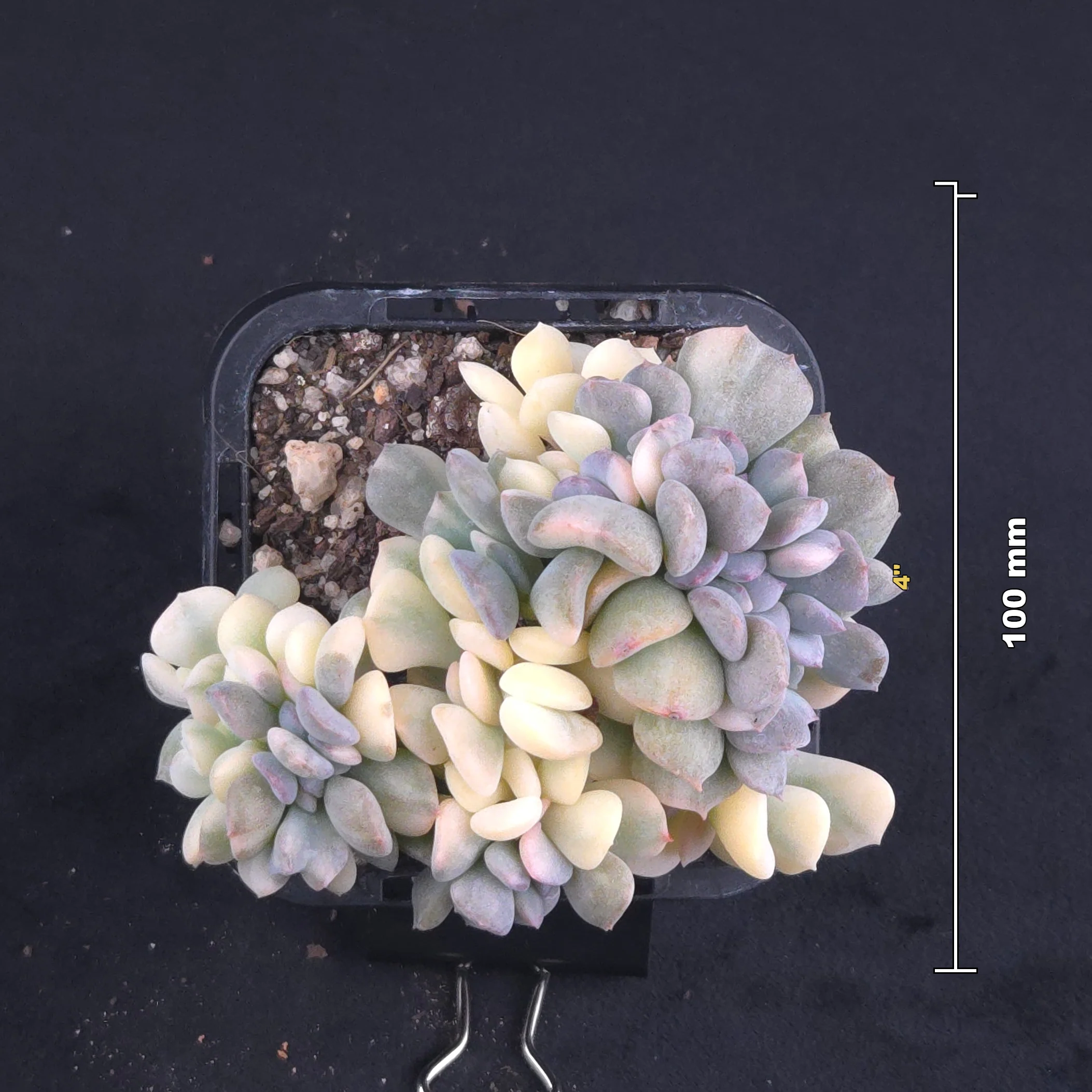 Echeveria 'Cubic Frost' - Variegated Crested Form - Image 4