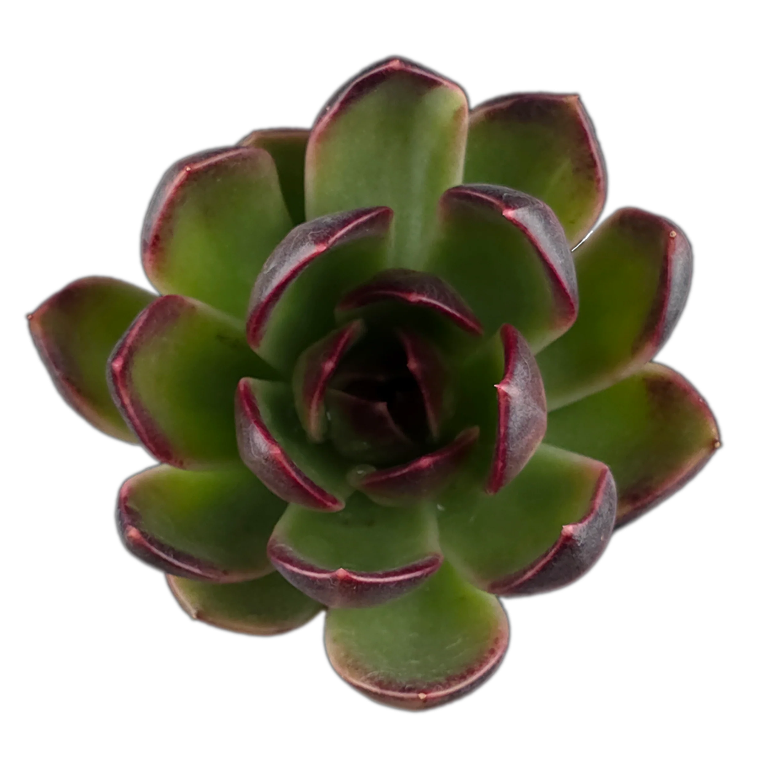 Echeveria 'Demon Eye'