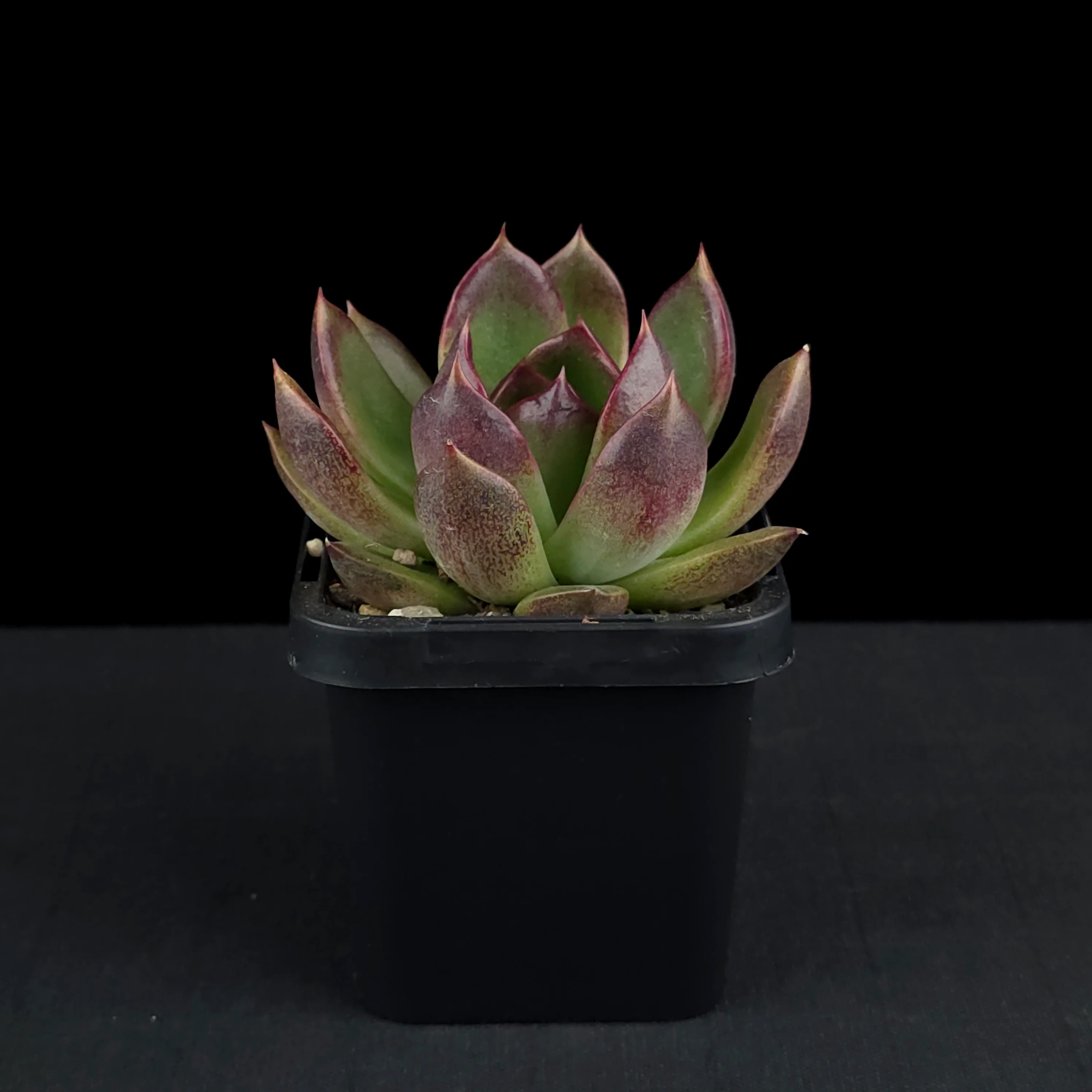 Echeveria 'Demon Eye' - Image 2