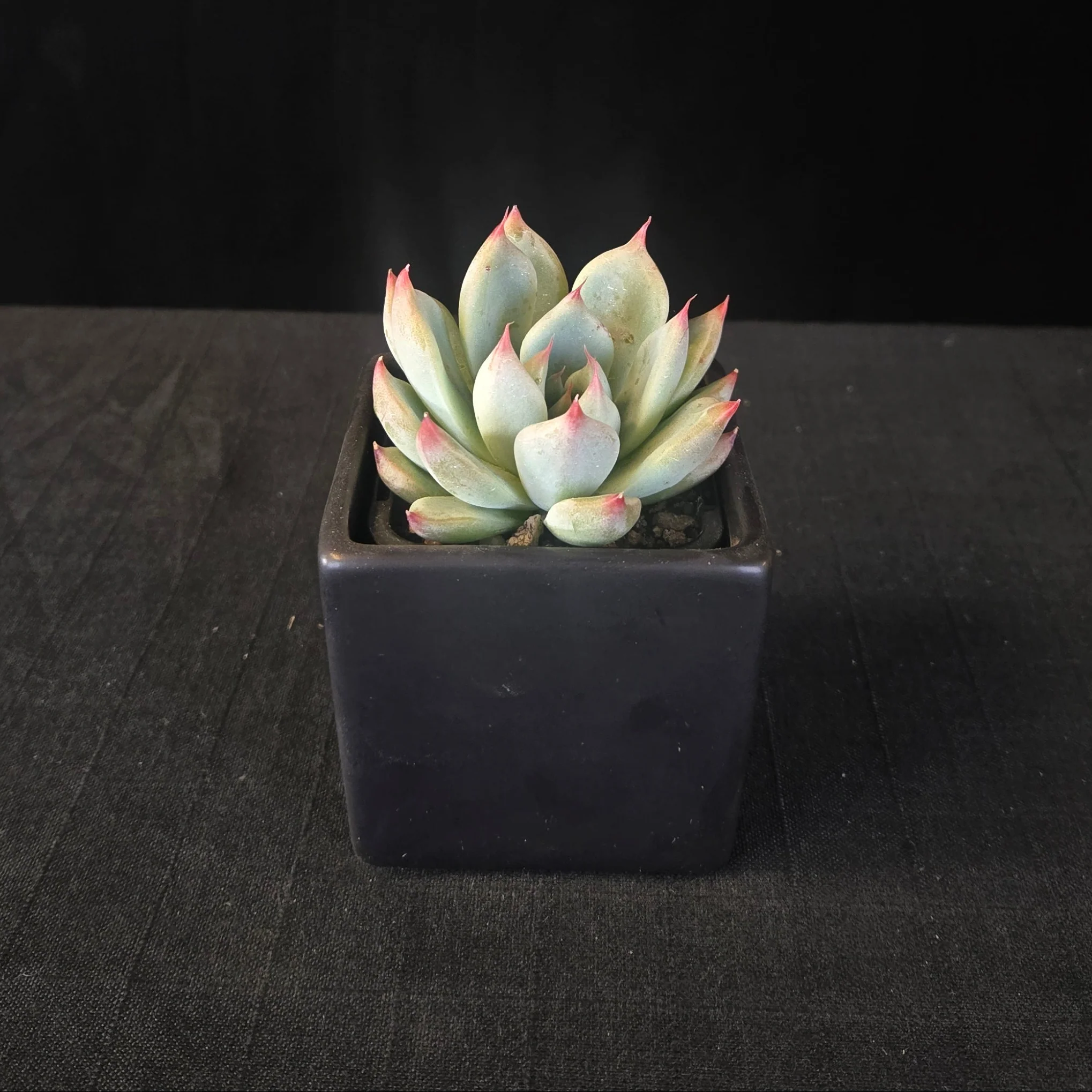 Echeveria 'Gold Rosa' - Image 5