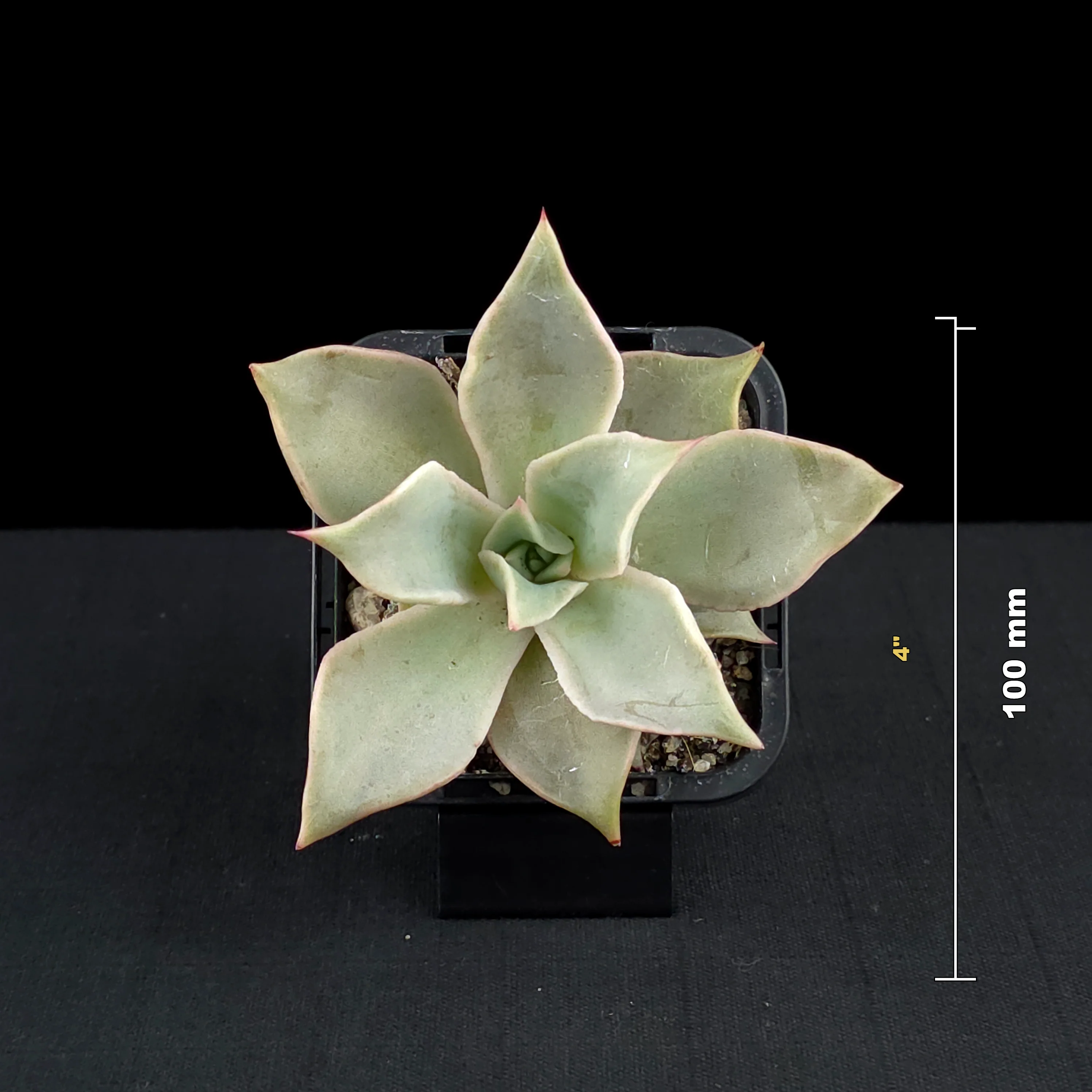 Echeveria 'Madiba' - Image 7