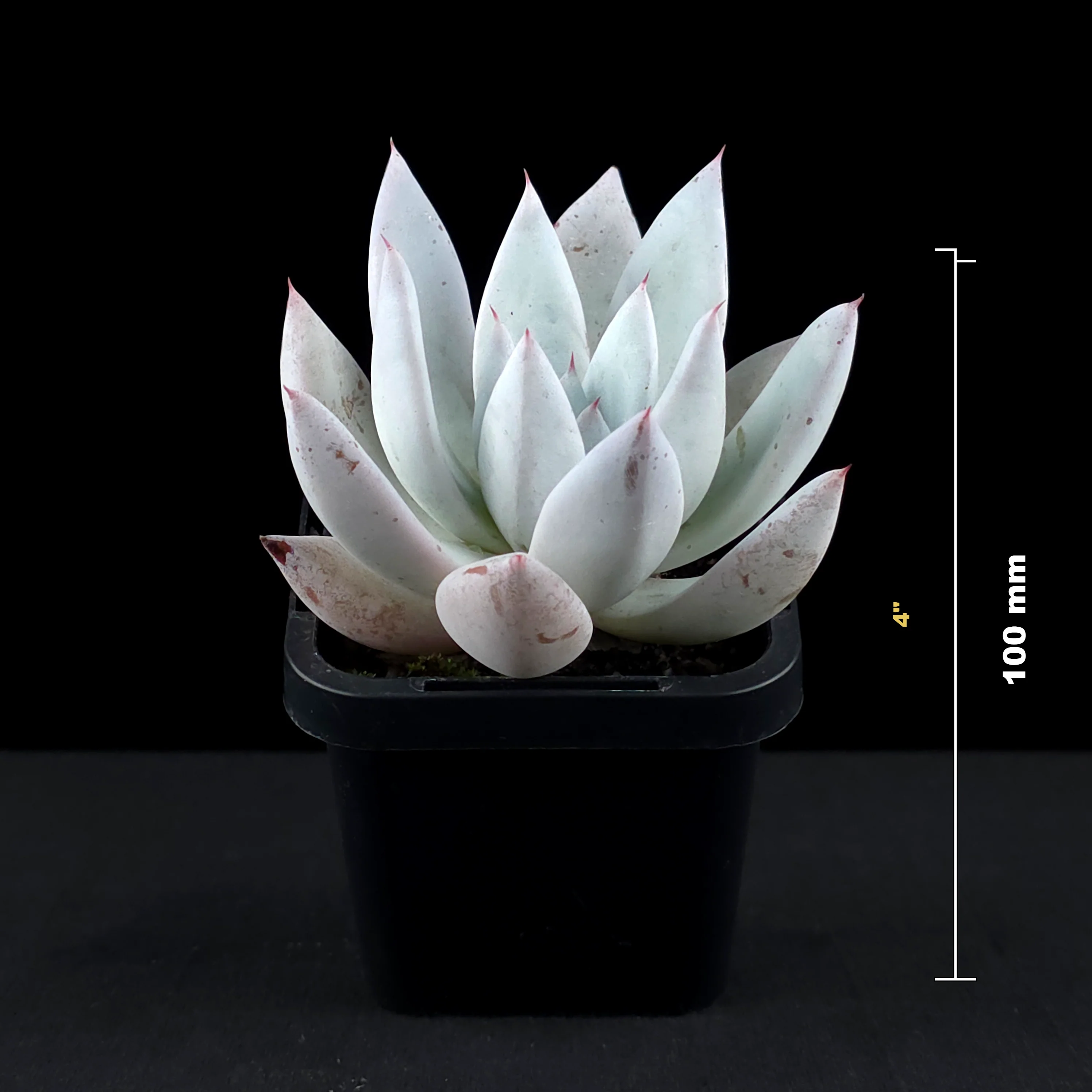 Echeveria 'Mexican Giant' - Image 6