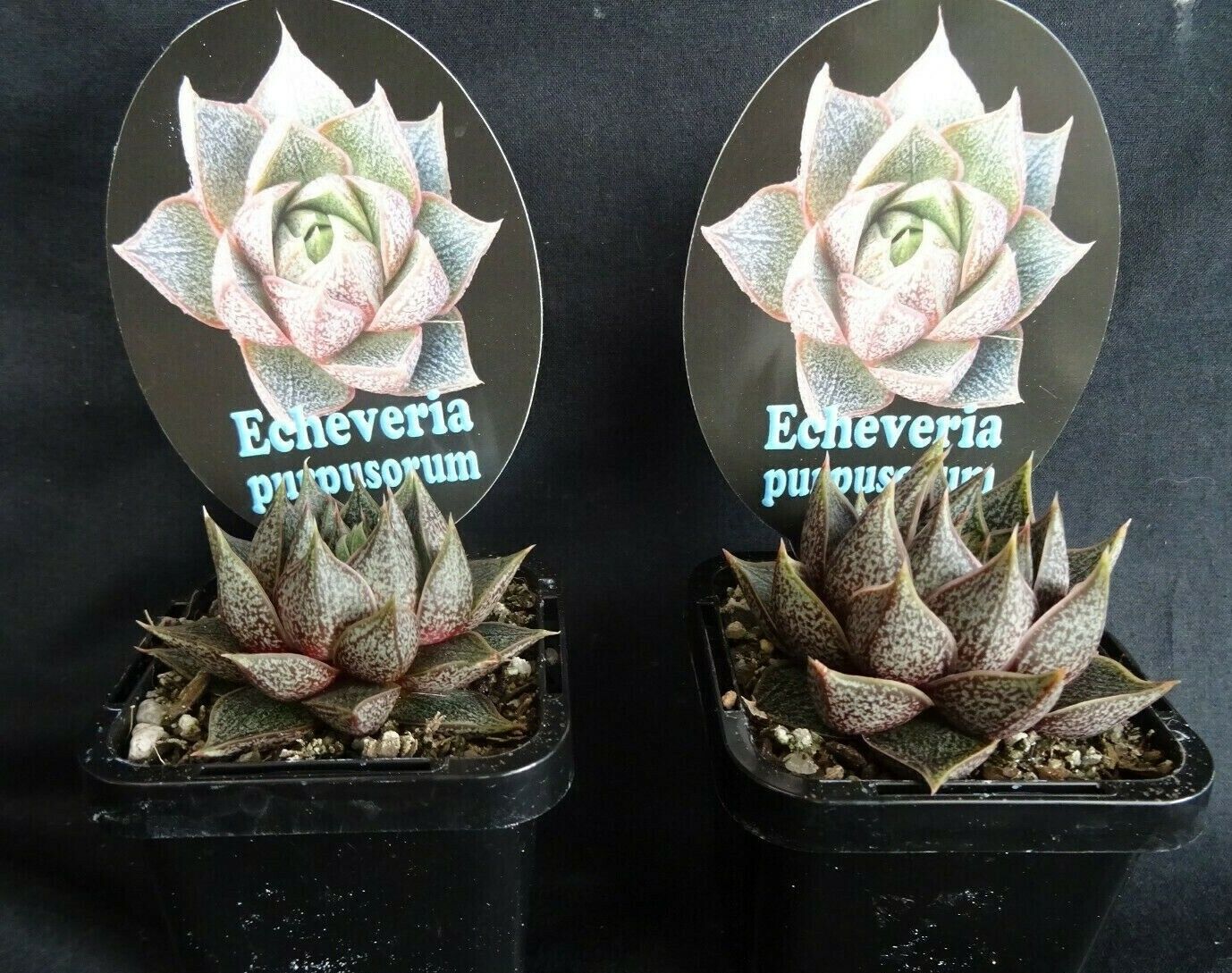 Echeveria purpusorum - Image 2