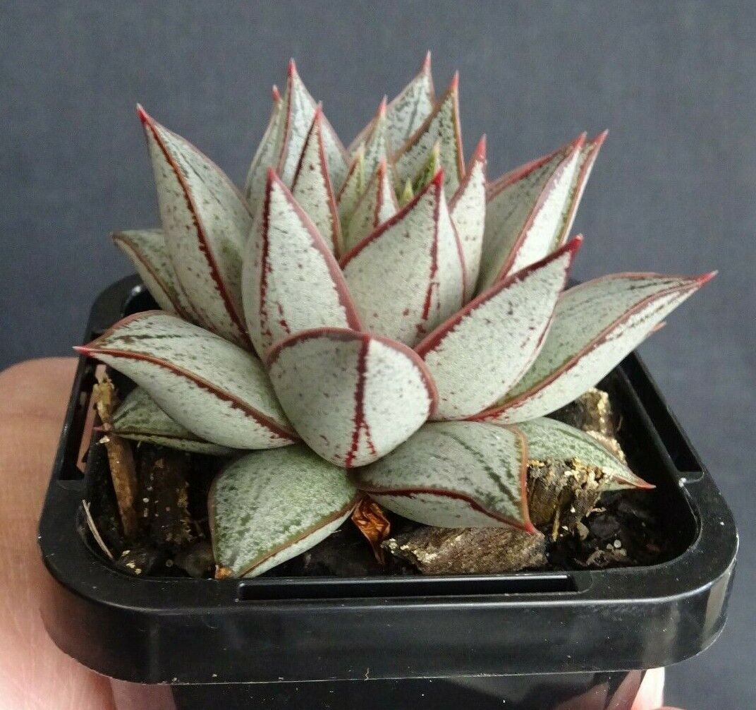 Echeveria purpusorum White Form - Image 2