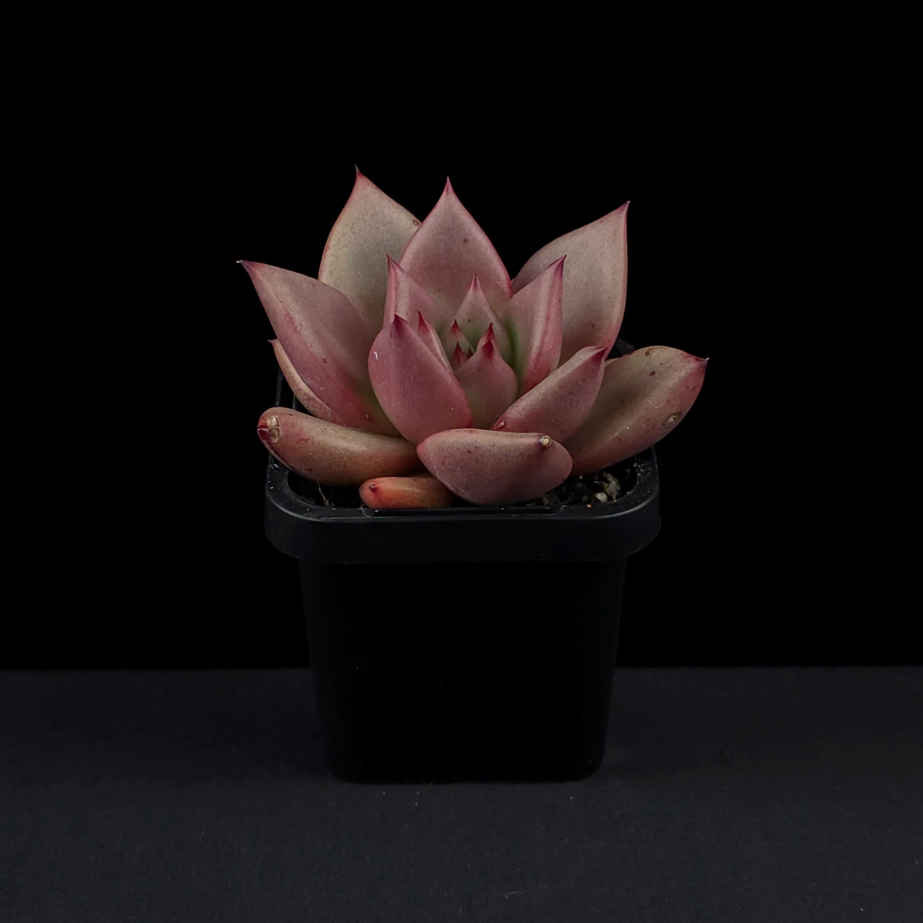 Echeveria 'Taurus' - Image 3