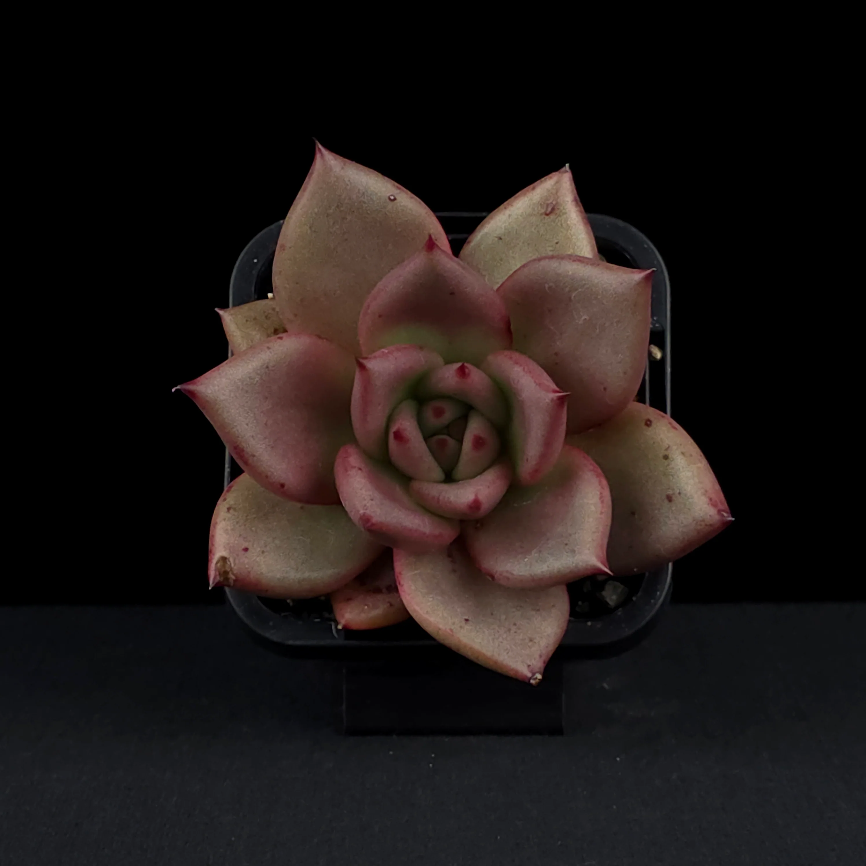 Echeveria 'Taurus' - Image 4