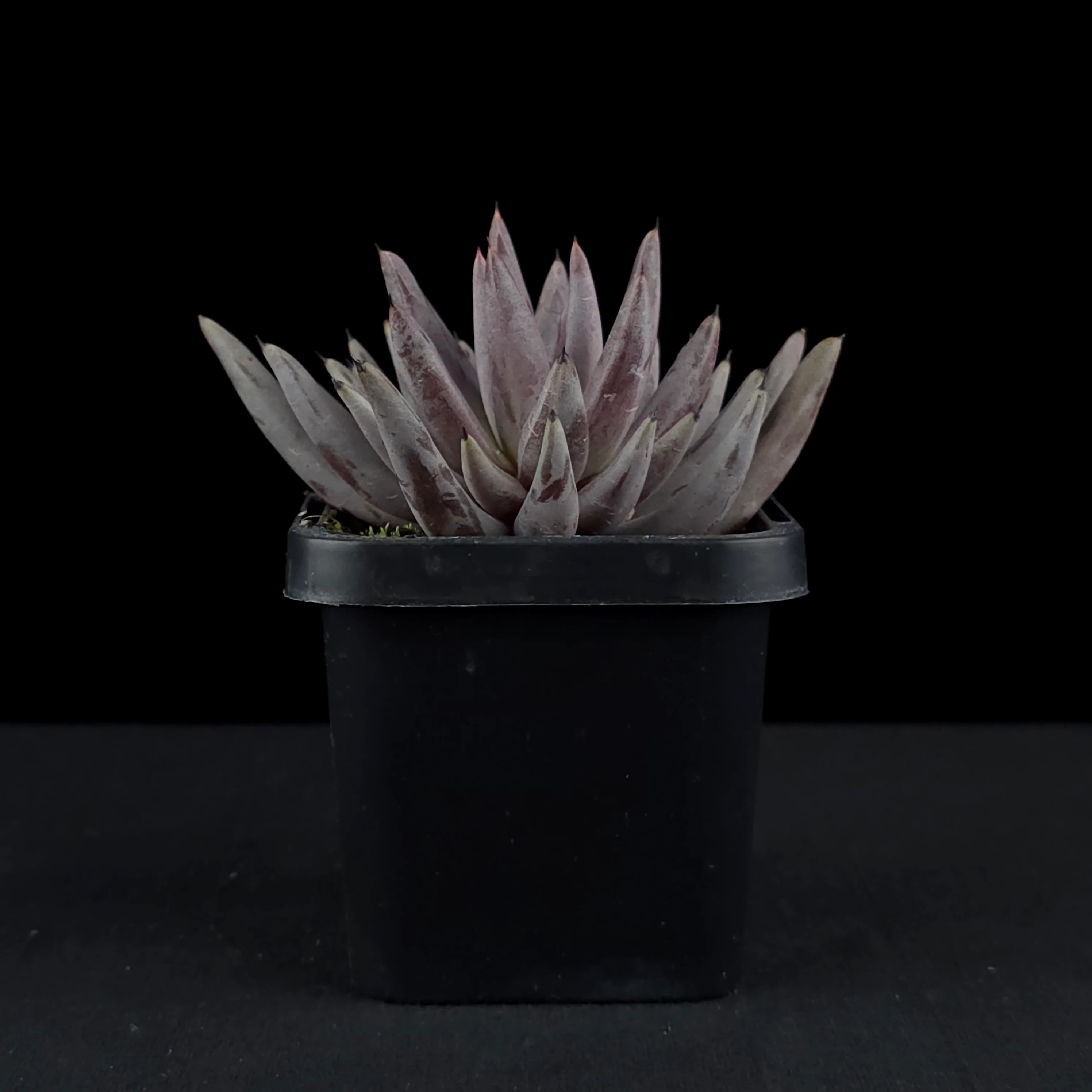 Echeveria unguiculata - Image 2