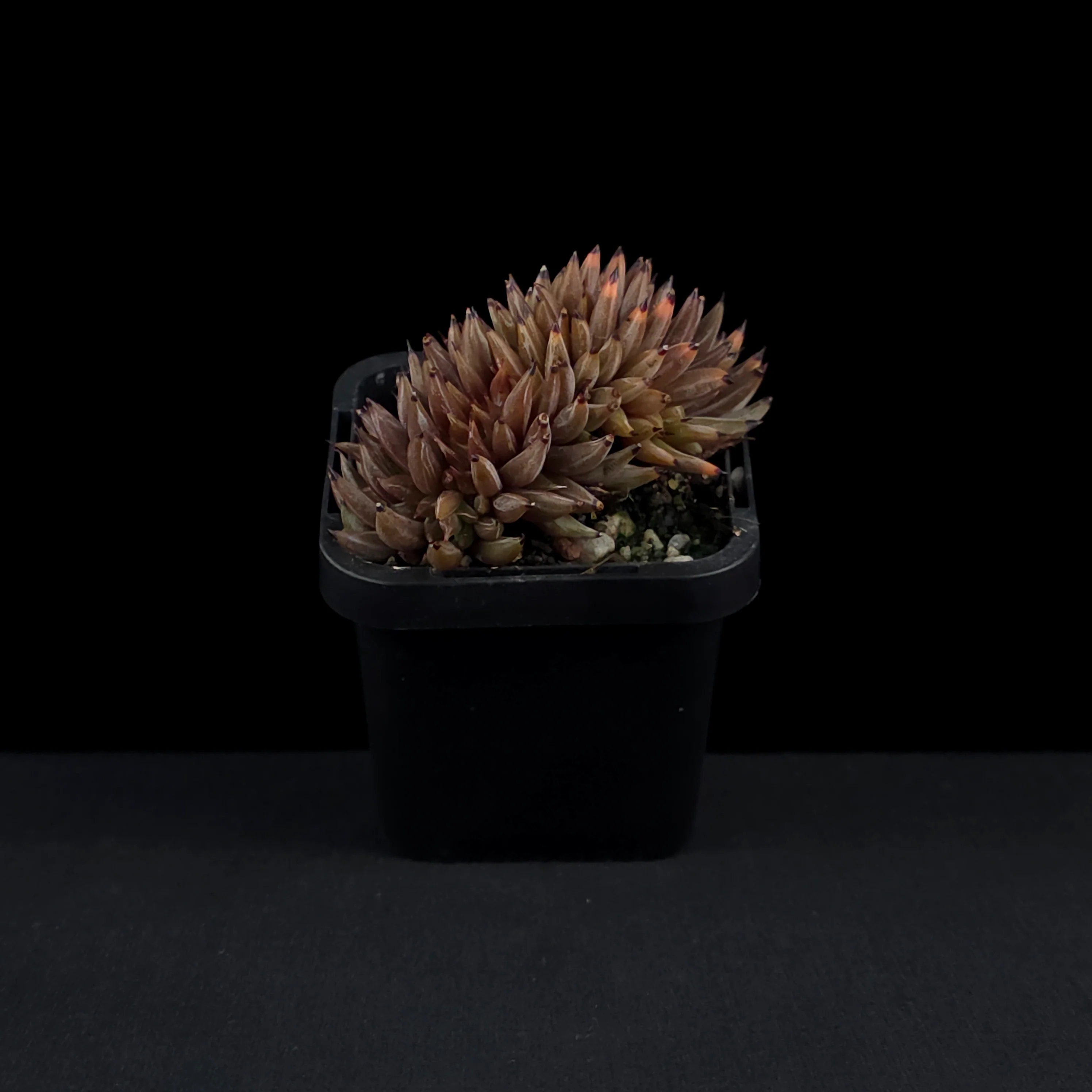 Echeveria unguiculata - Crested Form - Image 3