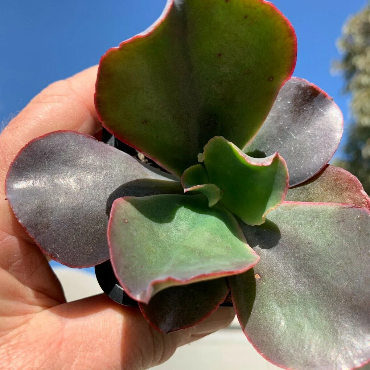 Echeveria 'Zorro' - Image 2