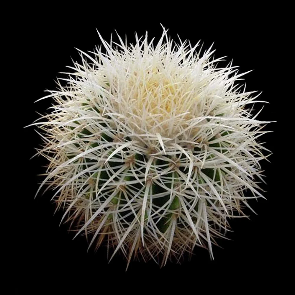 Echinocactus grusonii 'White Form' - White-Spined Barrel Cactus